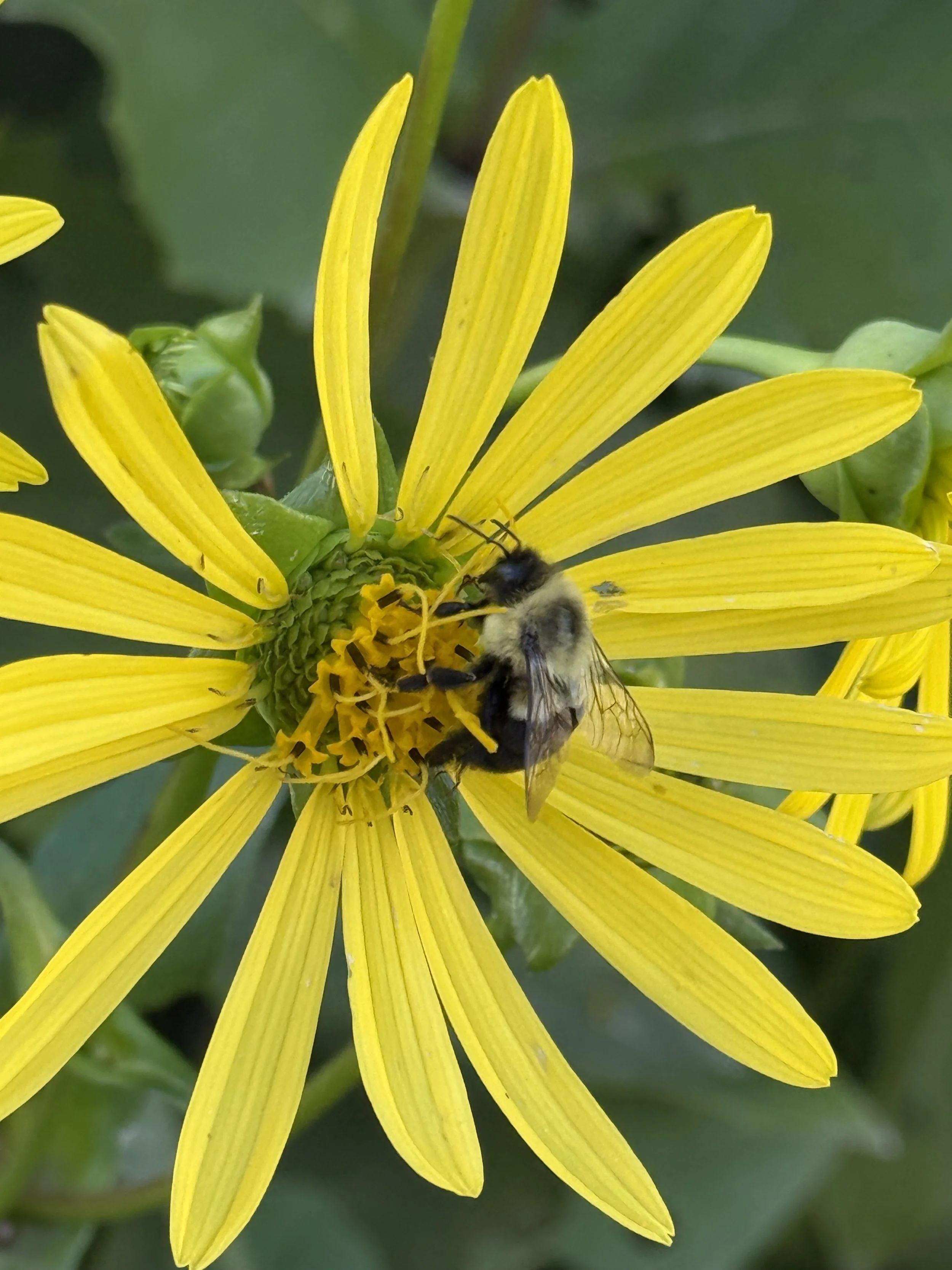 BEE-licious