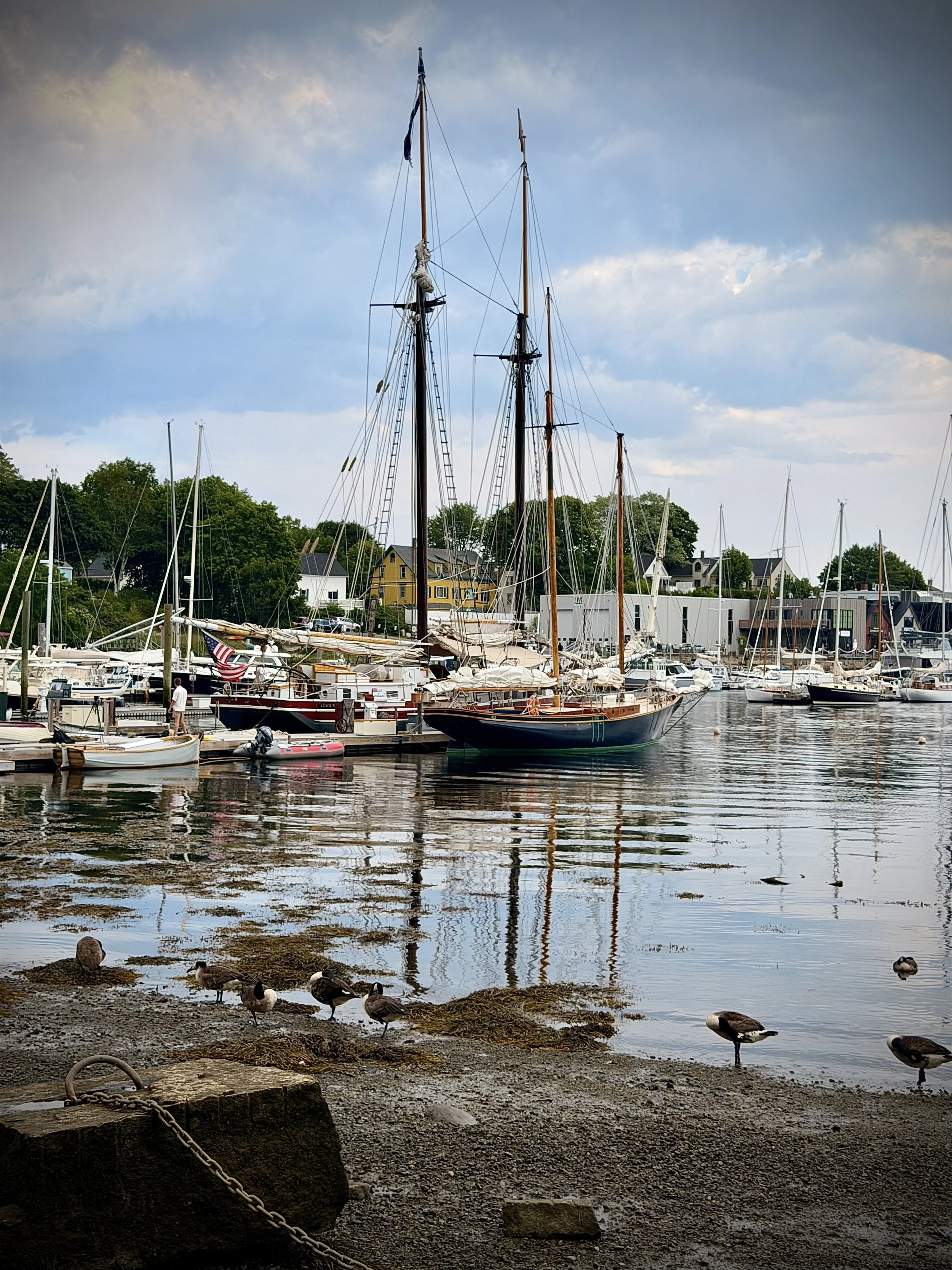 Gaggle in the Harbor