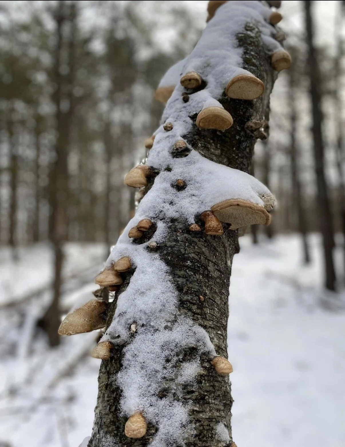 Fungi Forest