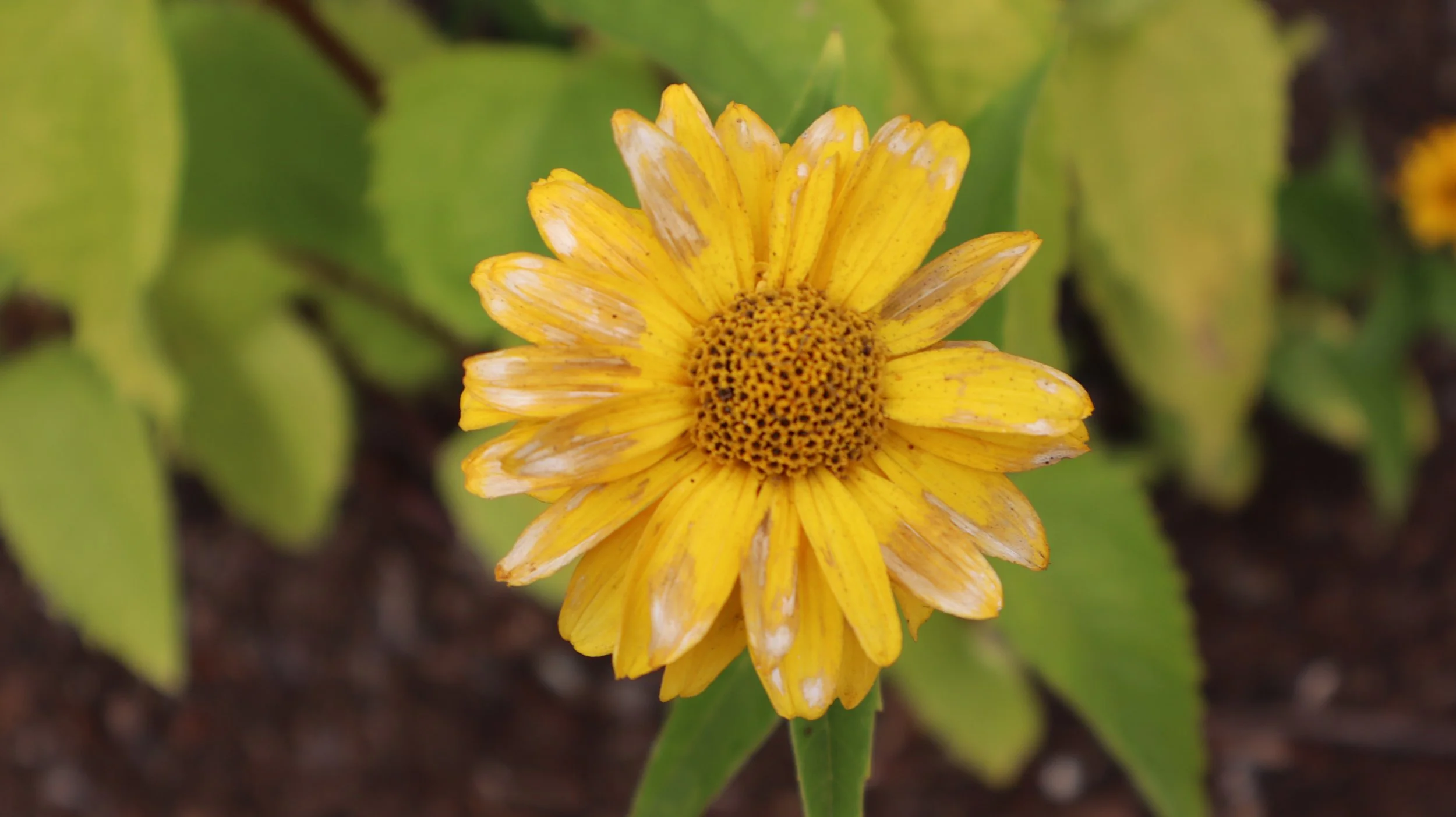 The Last Bright Bloom