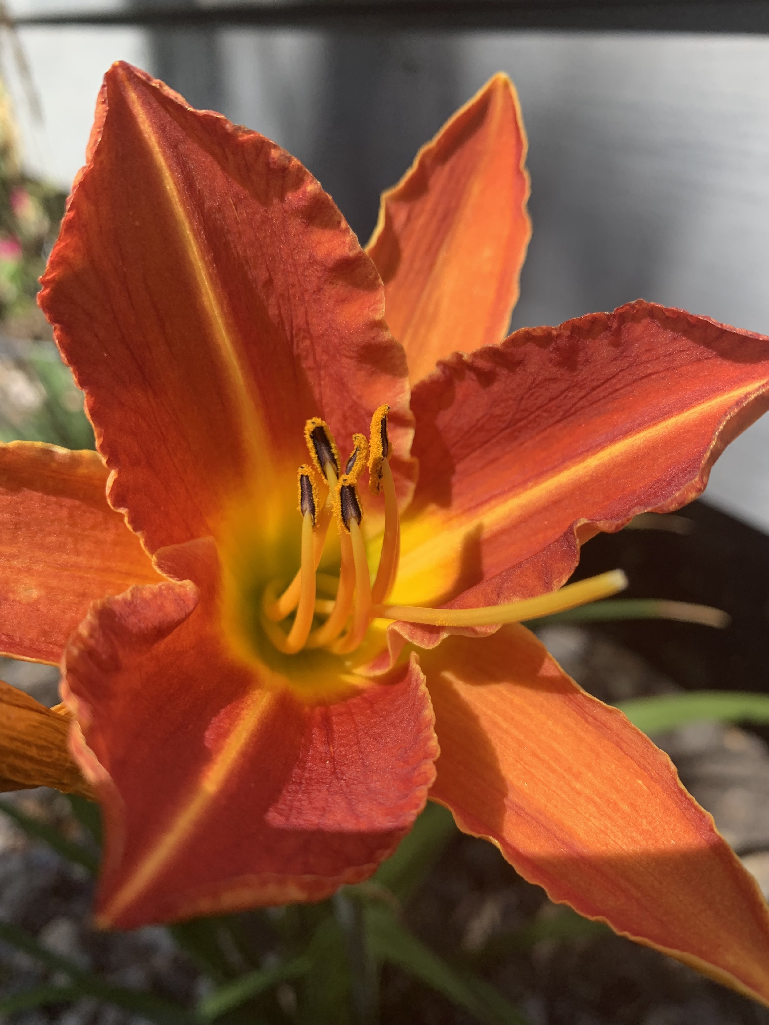 Fire in Bloom