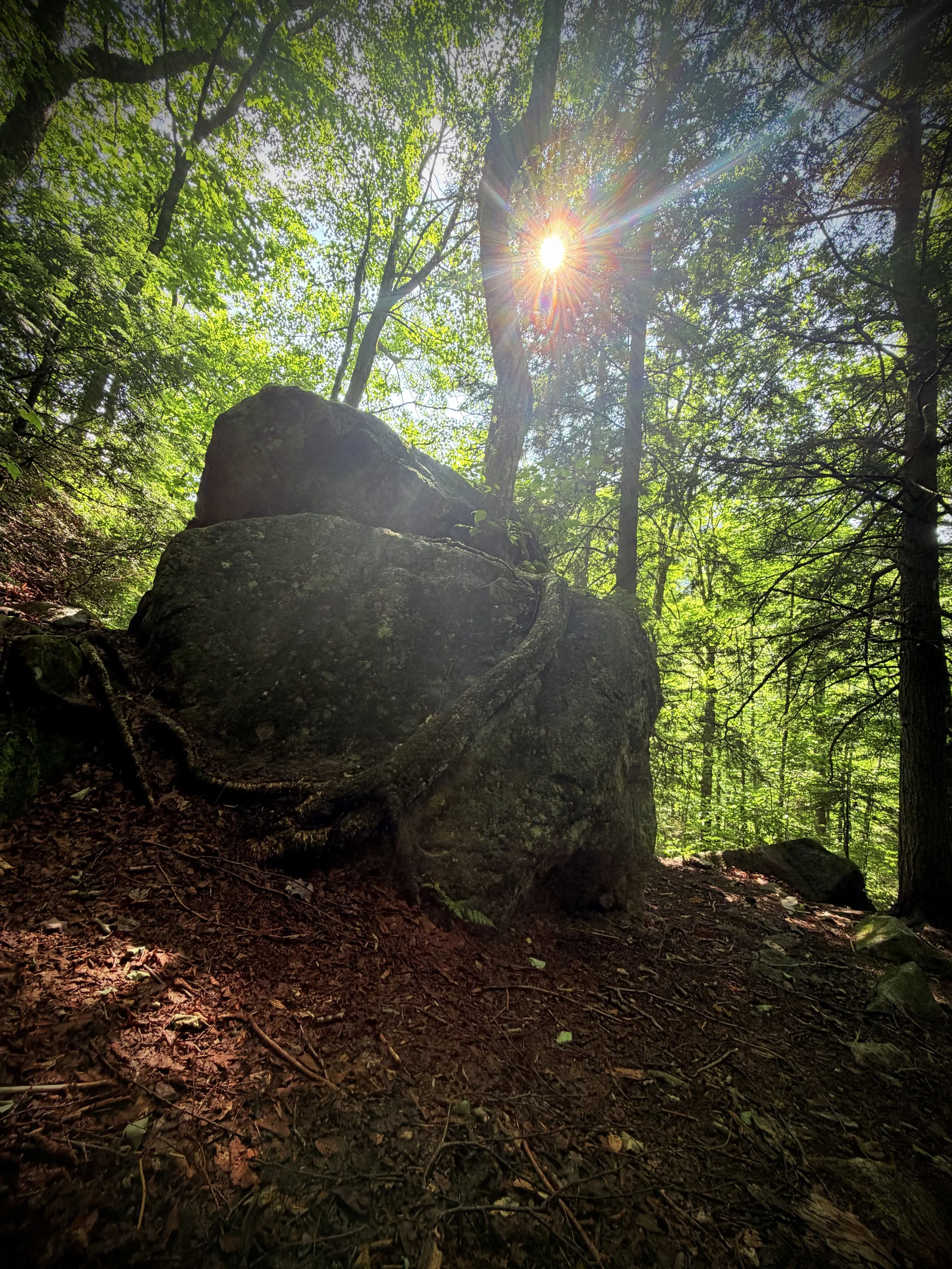 Rooted in Sunlight