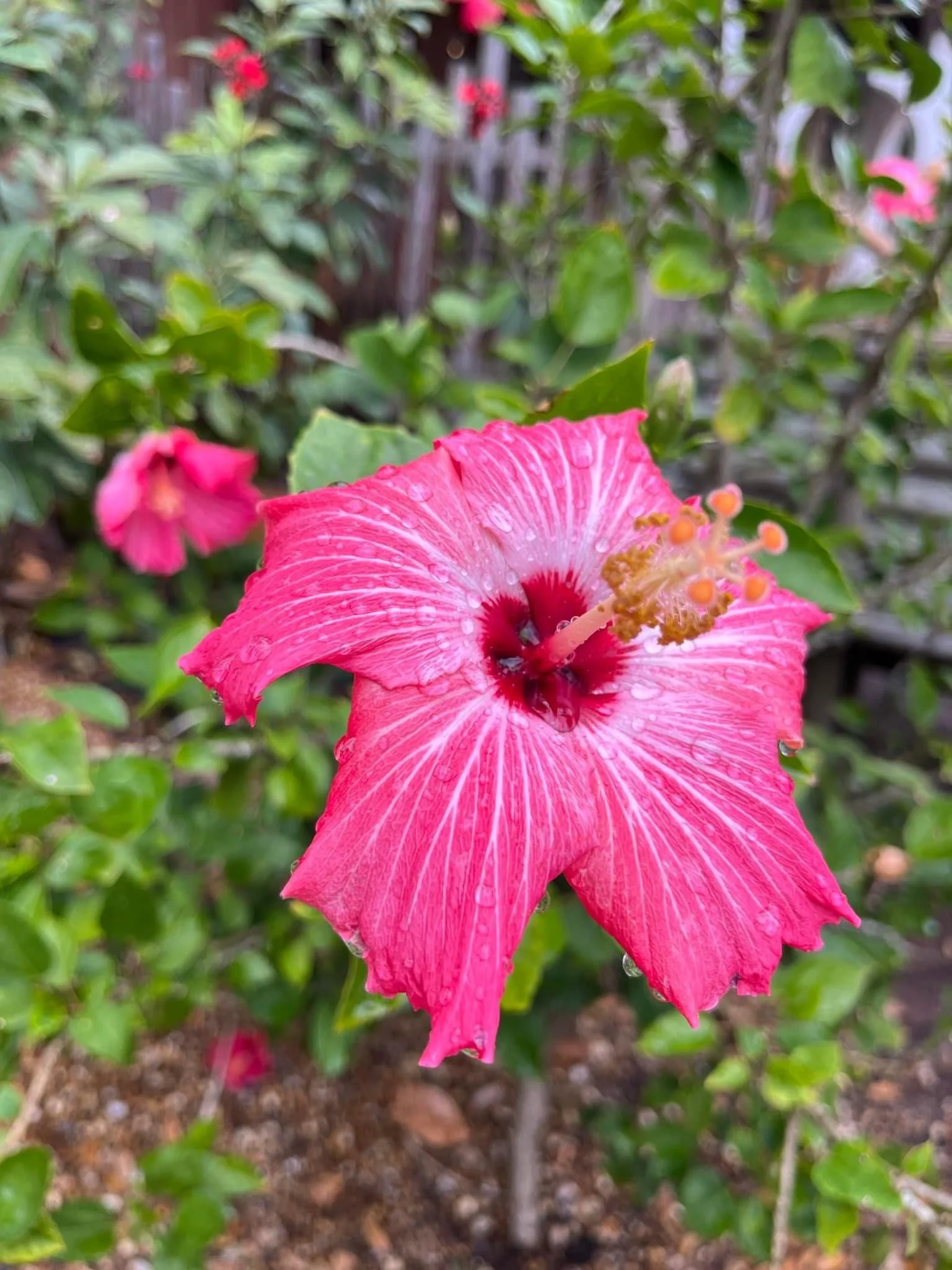 Tropical Elegance