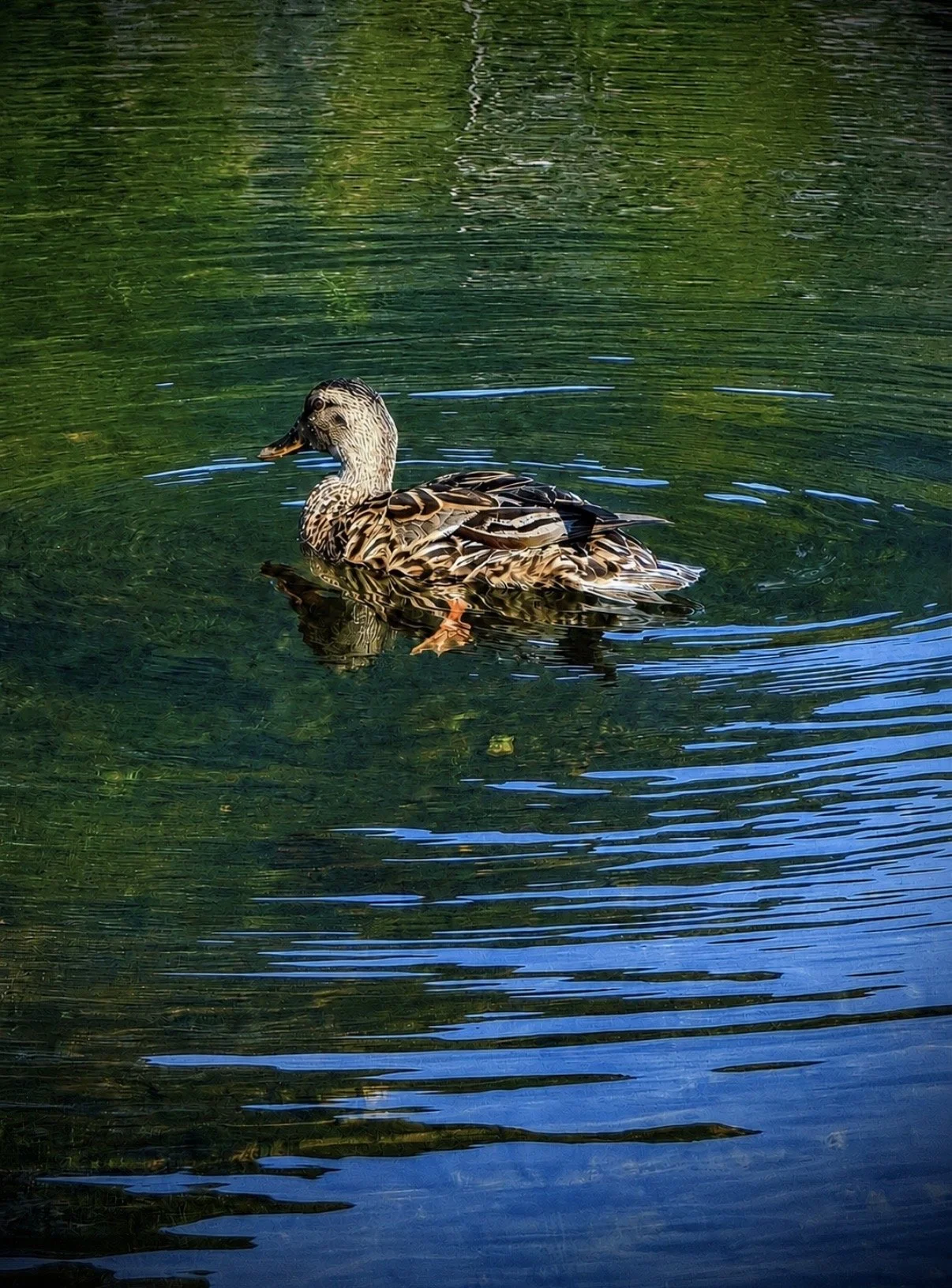 Quack Quack