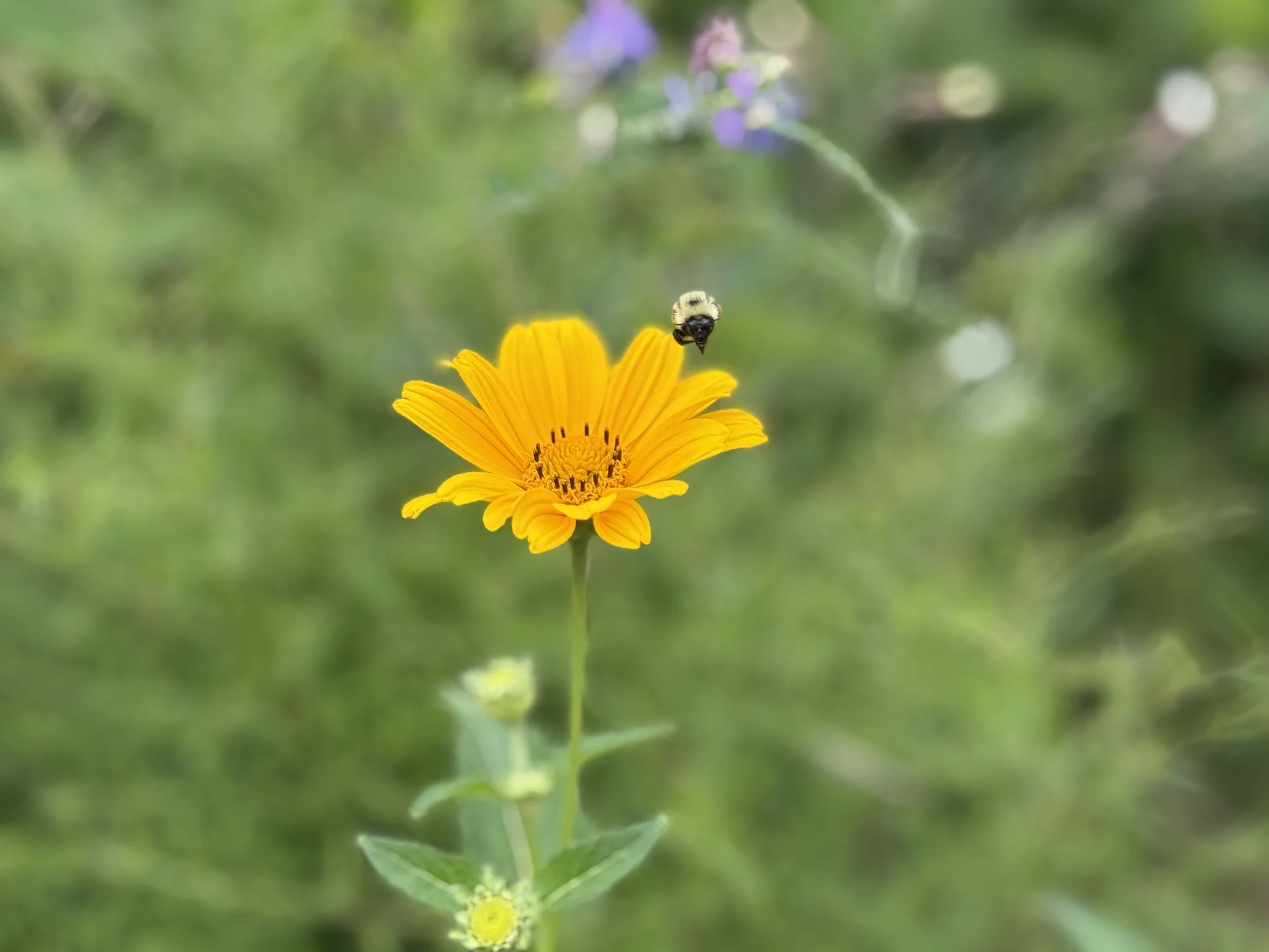 IMG_7951.jpeg