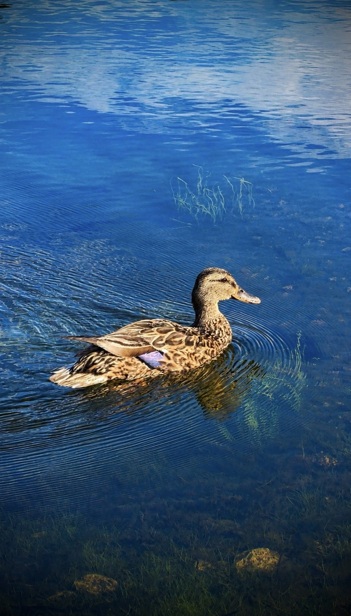 Afternoon Swim