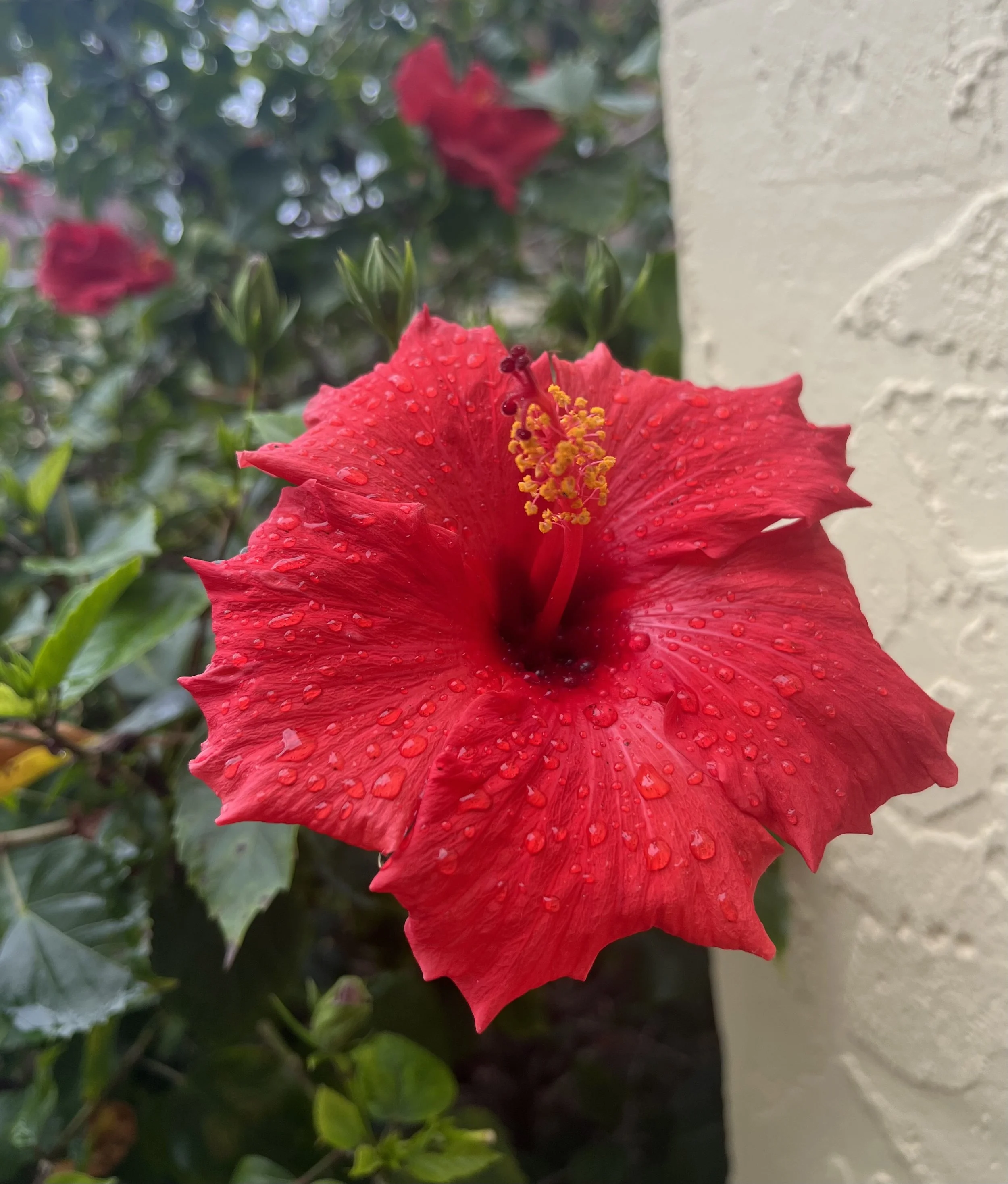 Rain-Kissed Radiance