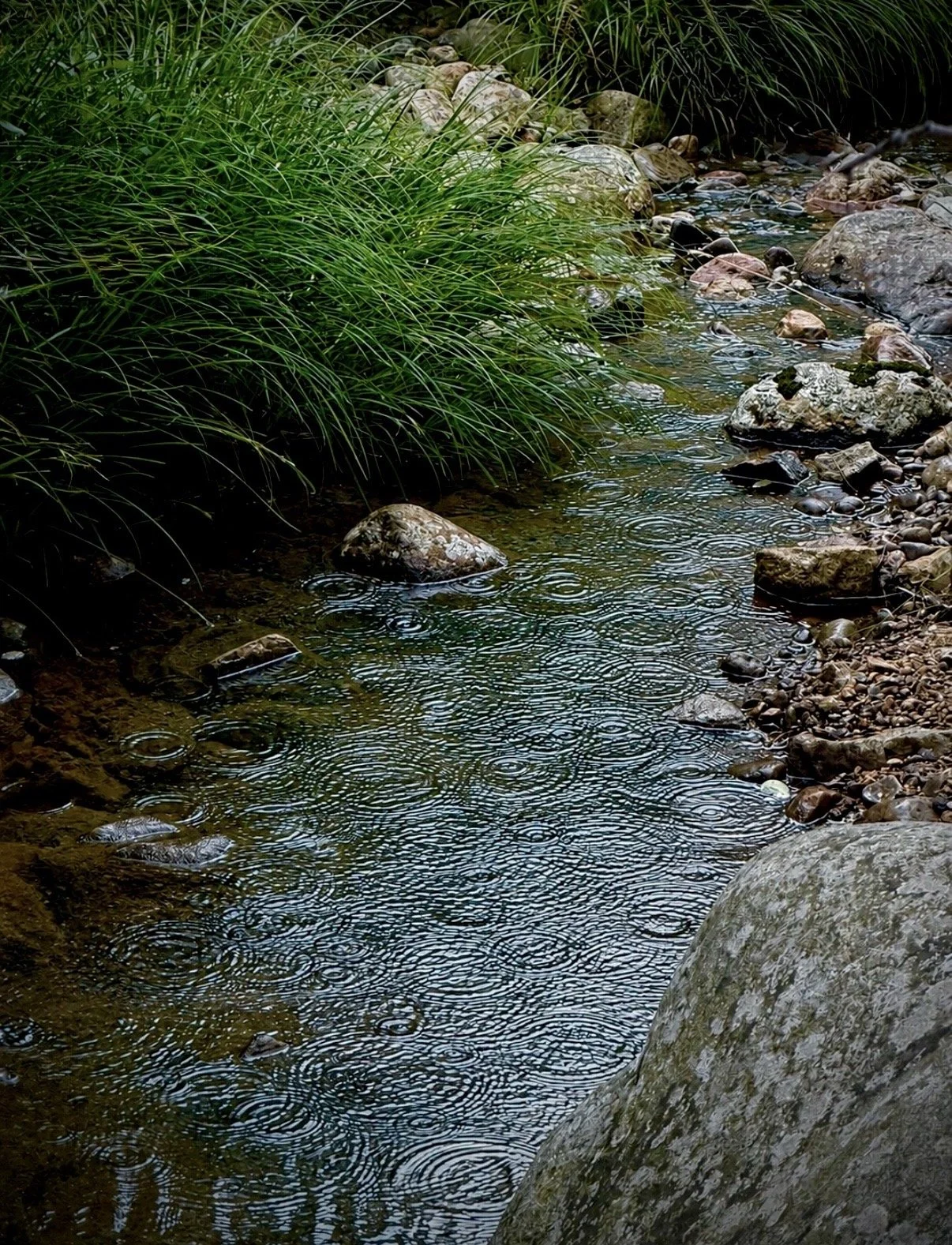 Rain Drops in the Creek