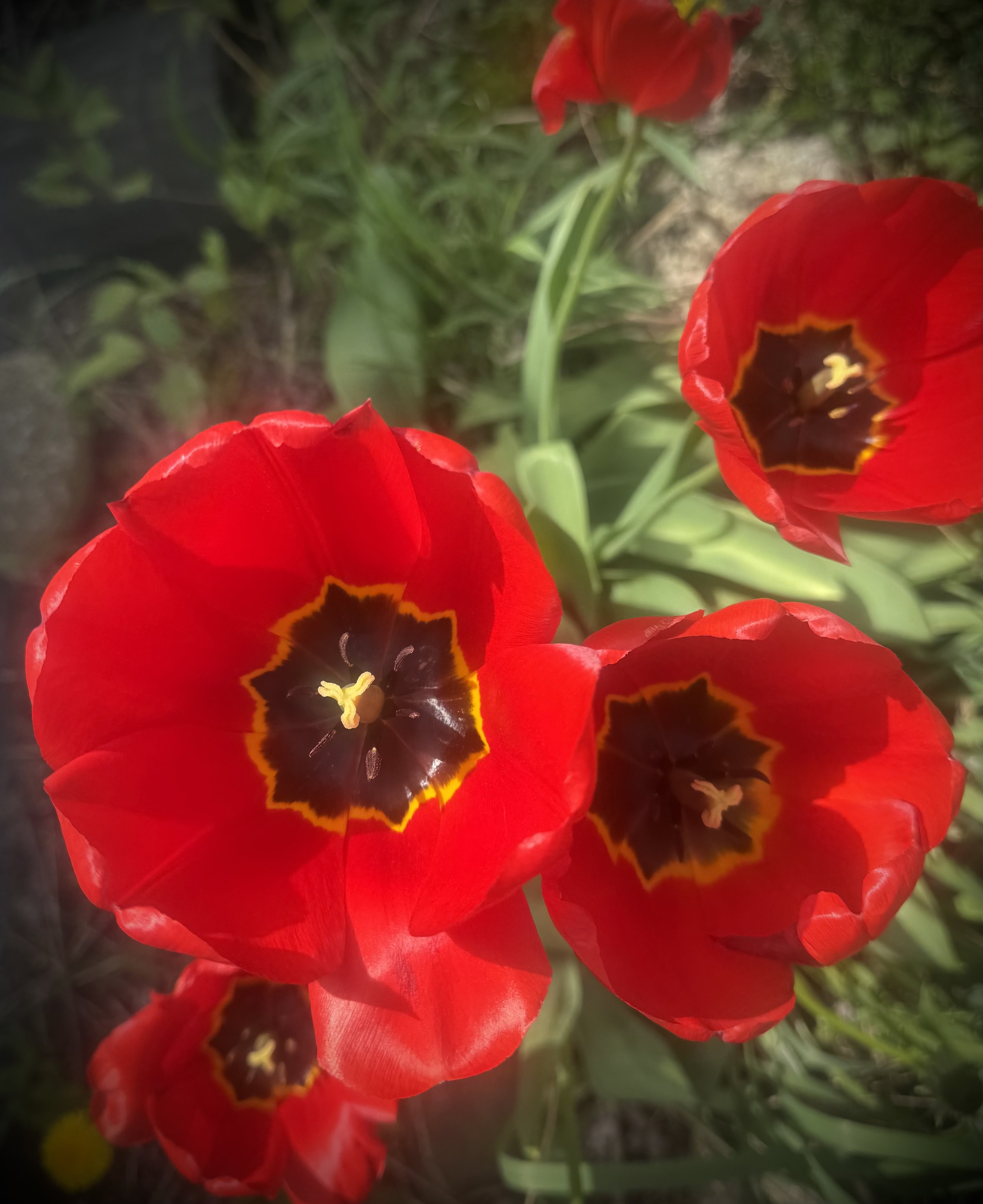 Crimson Bloom
