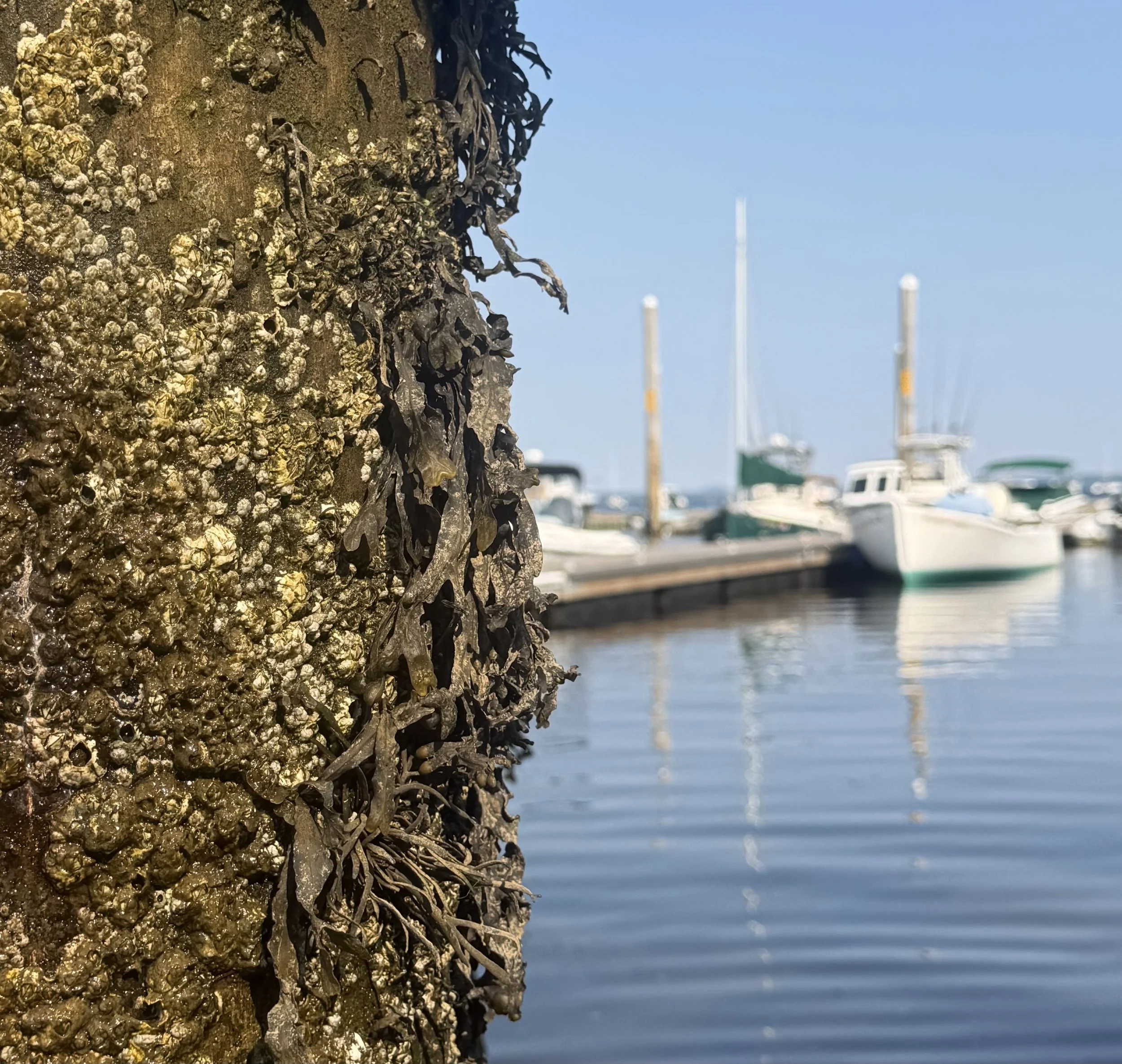 Between Tide and Timber