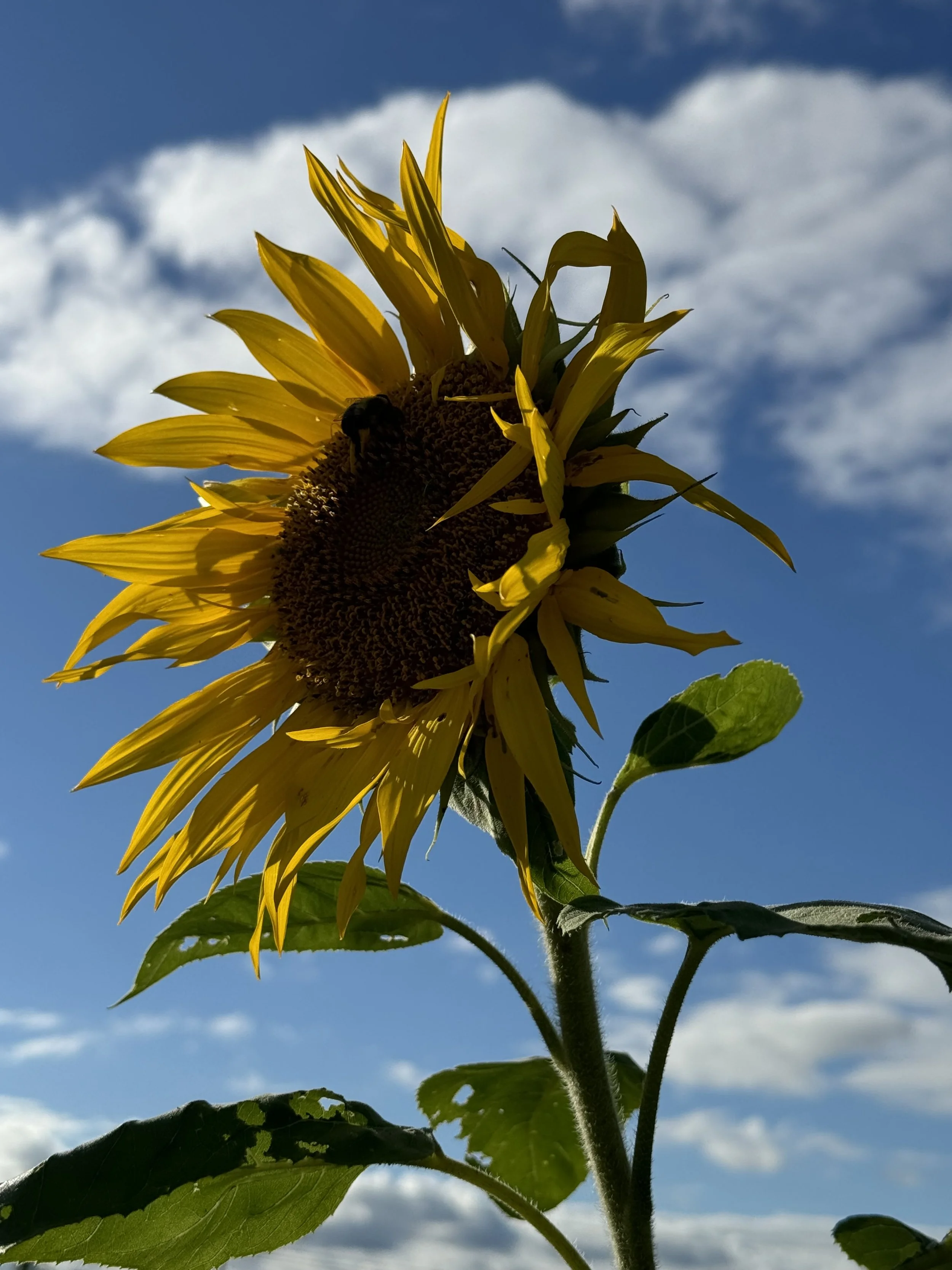 You are my Sunshine
