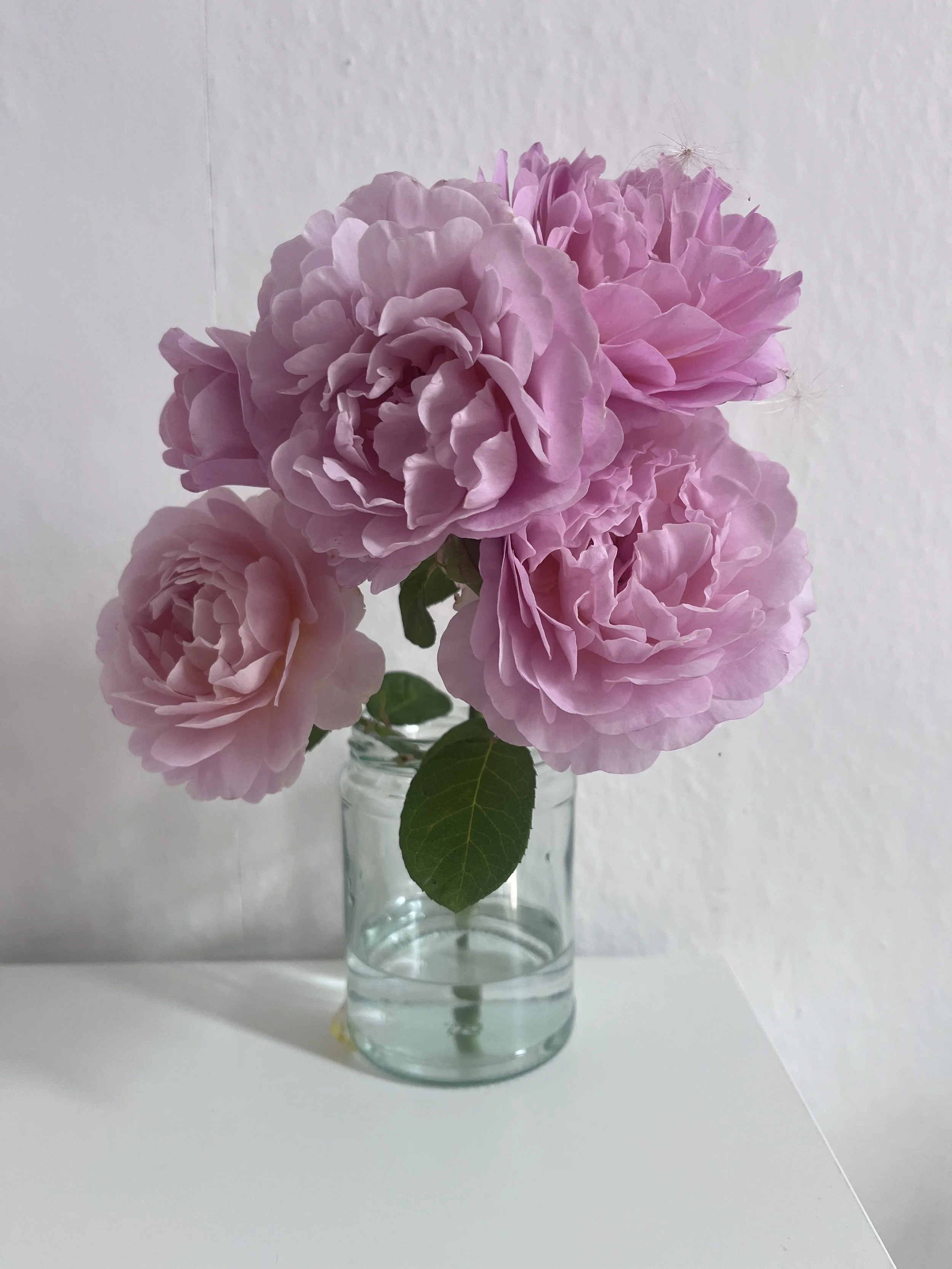Pink peony flowers in a glass vase on a white surface with a white background.