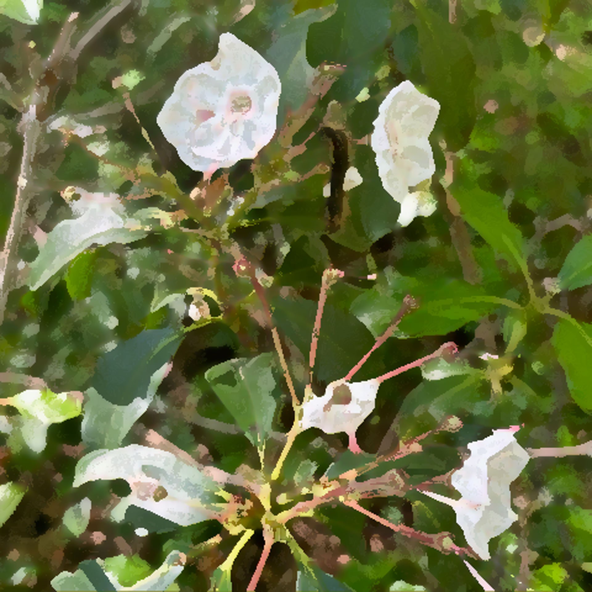 Close-up of white flowers with green leaves on a bush.