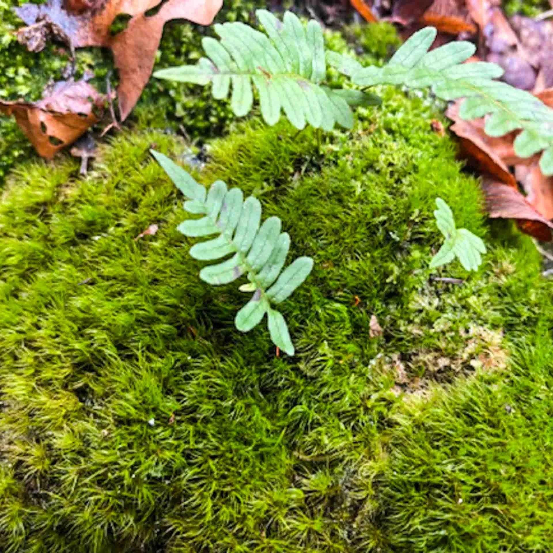 Close-up of green moss and fern leaves on the forest floor, with dried brown leaves scattered around.