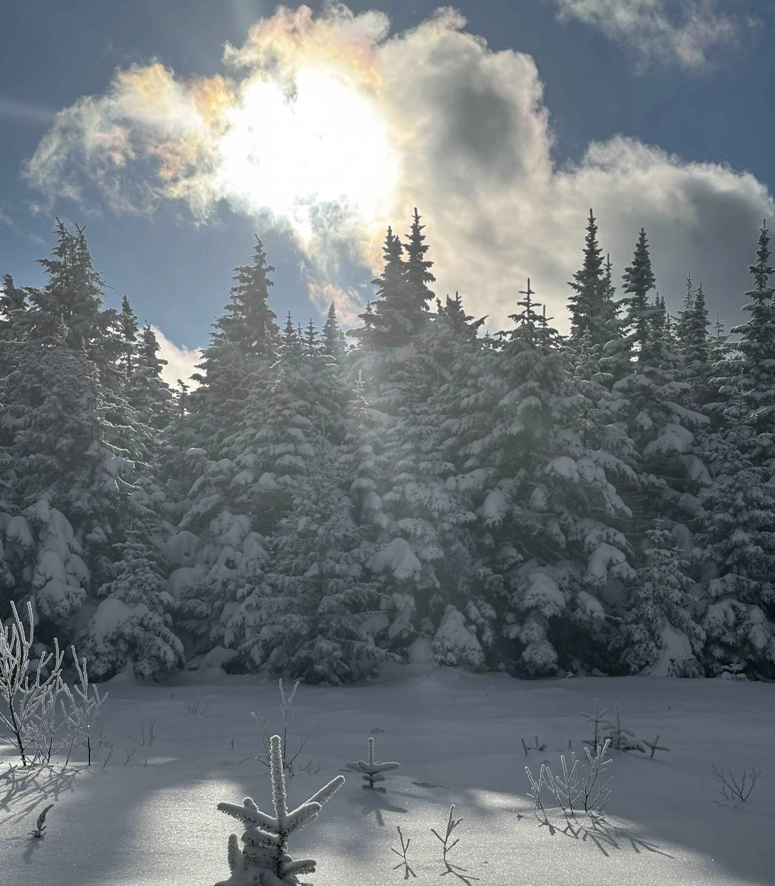 Snow-covered trees in a winter landscape under a partly cloudy sky with the sun shining through the clouds.