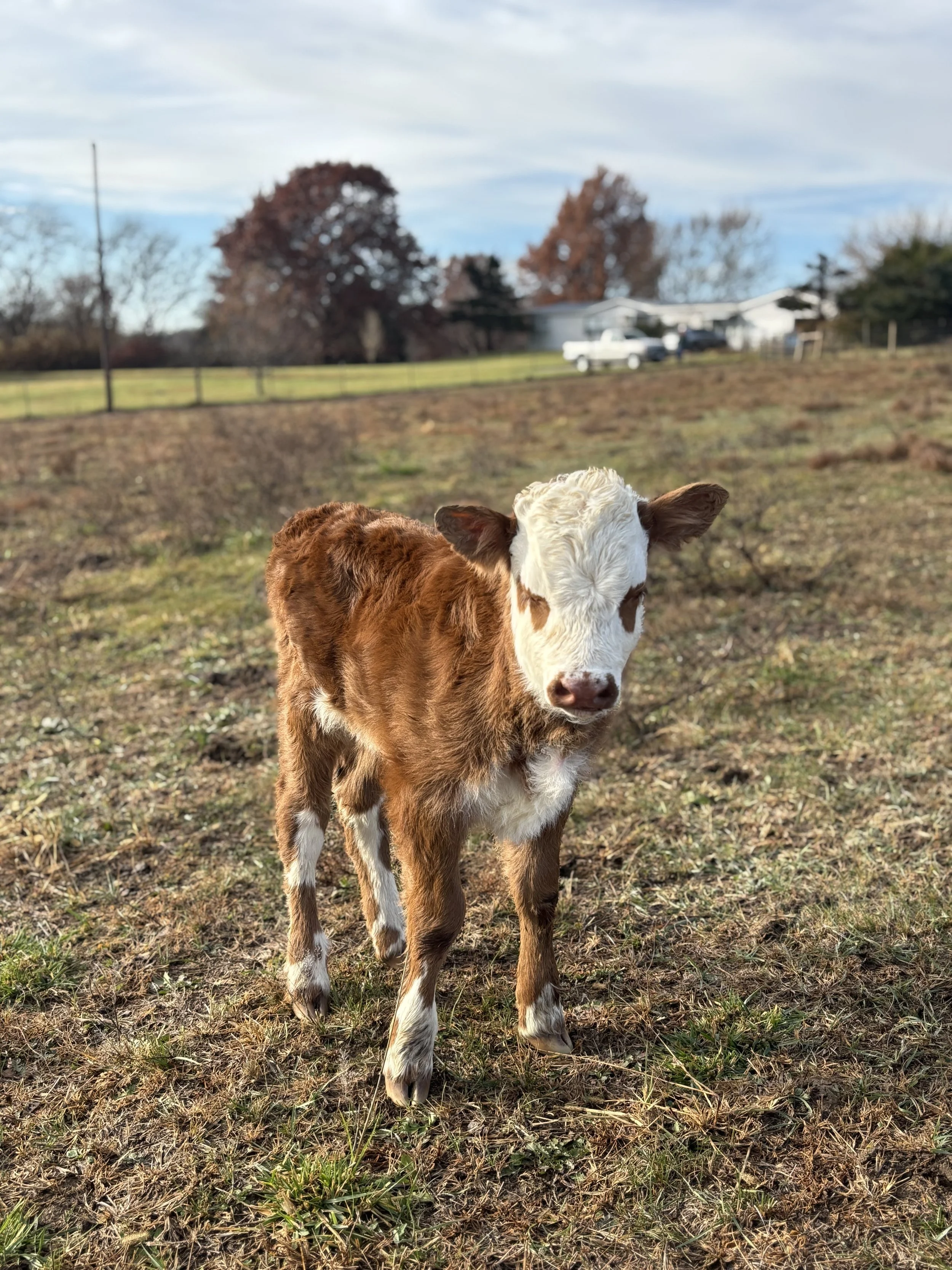 A young calf with a white face and brown body standing in a grassy field with autumn trees and a house in the background.