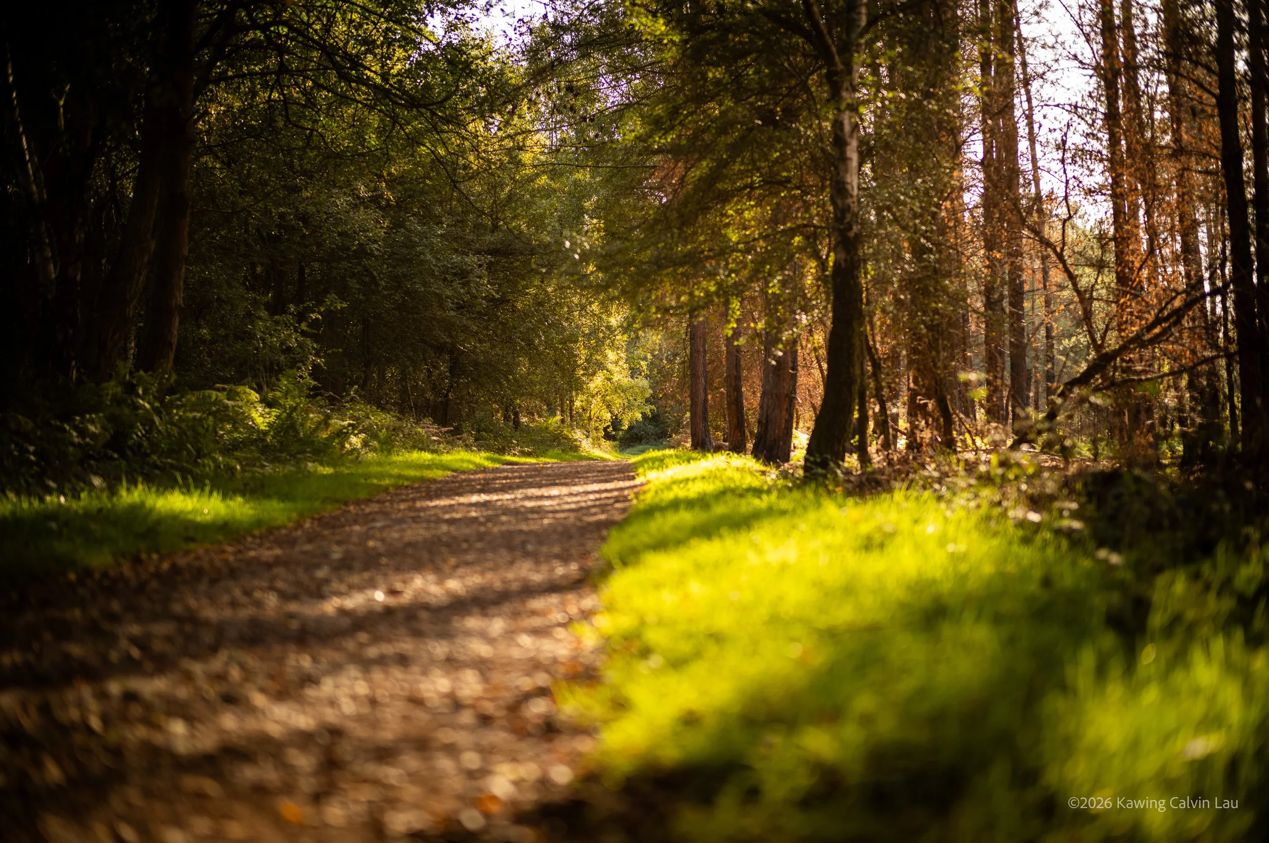 Cannock Chase 11/10/2026