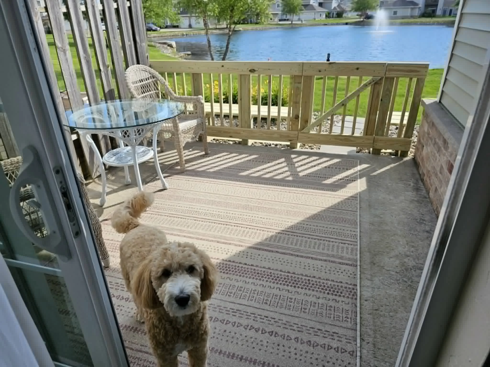 Goldendoodle behind custom wood patio railing
