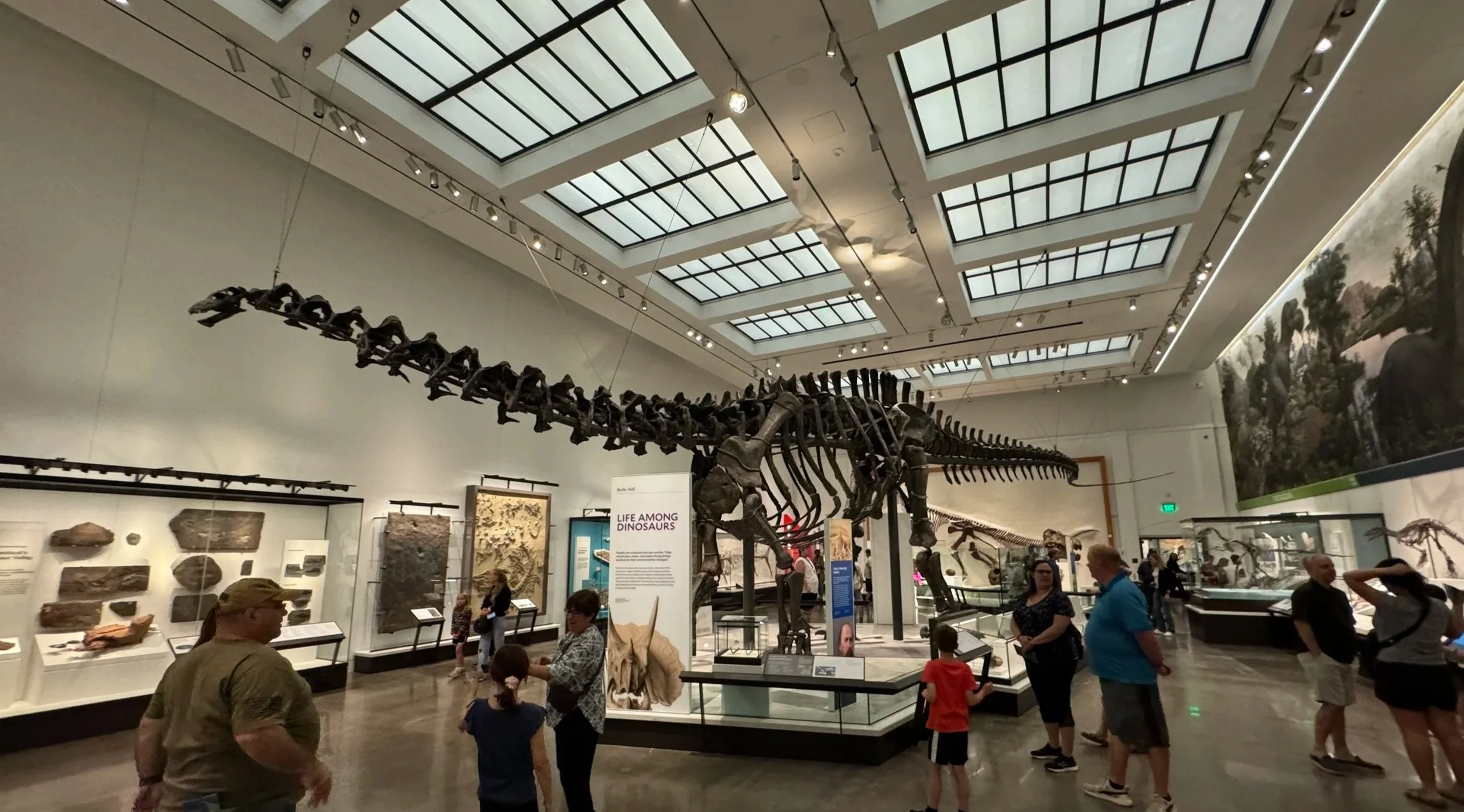 Dinosaur fossil at the Yale Peabody Museum.
