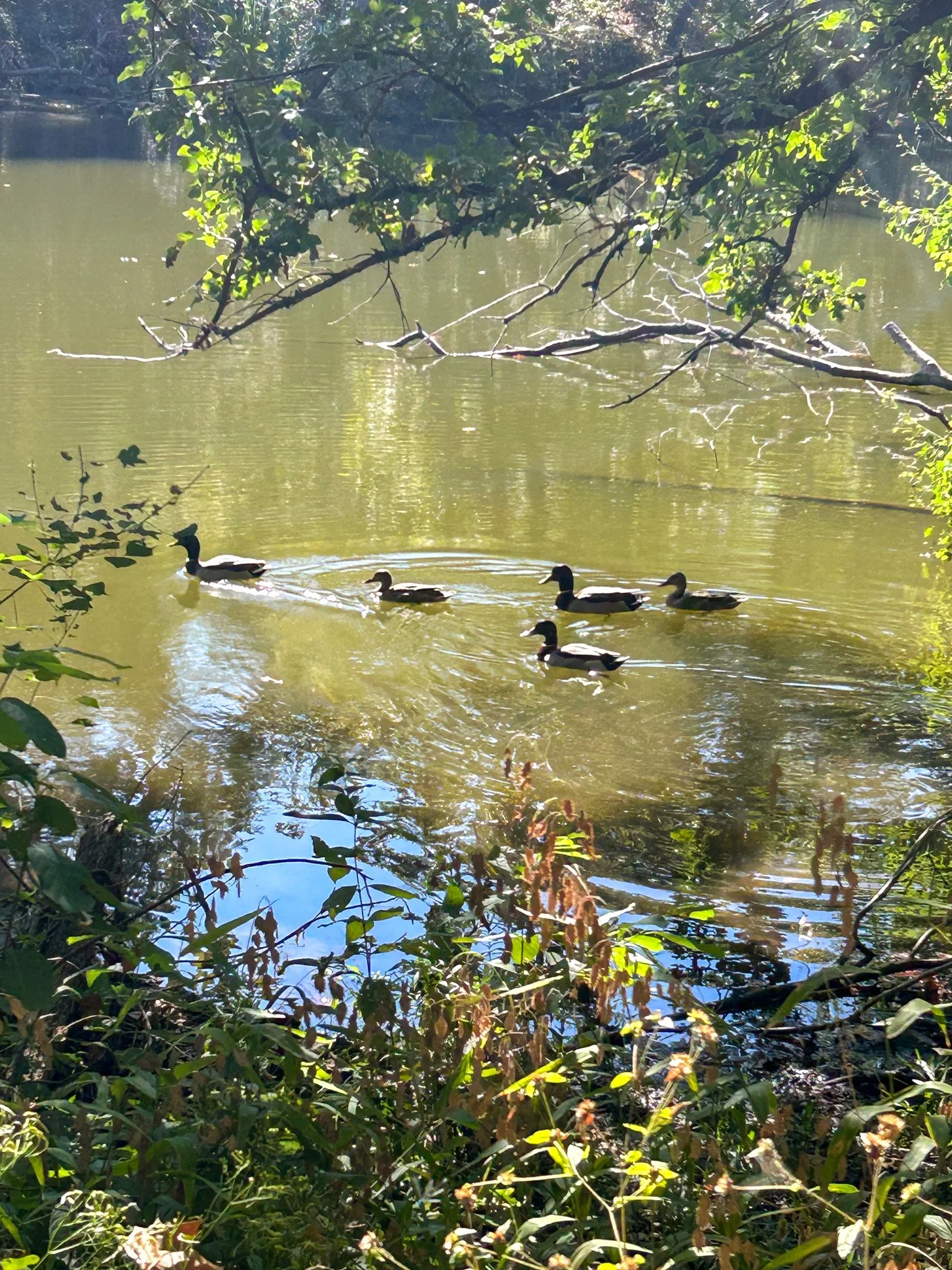 A serene scene of a river with ducks swimming, surrounded by lush green foliage and trees, with sunlight filtering through the leaves.