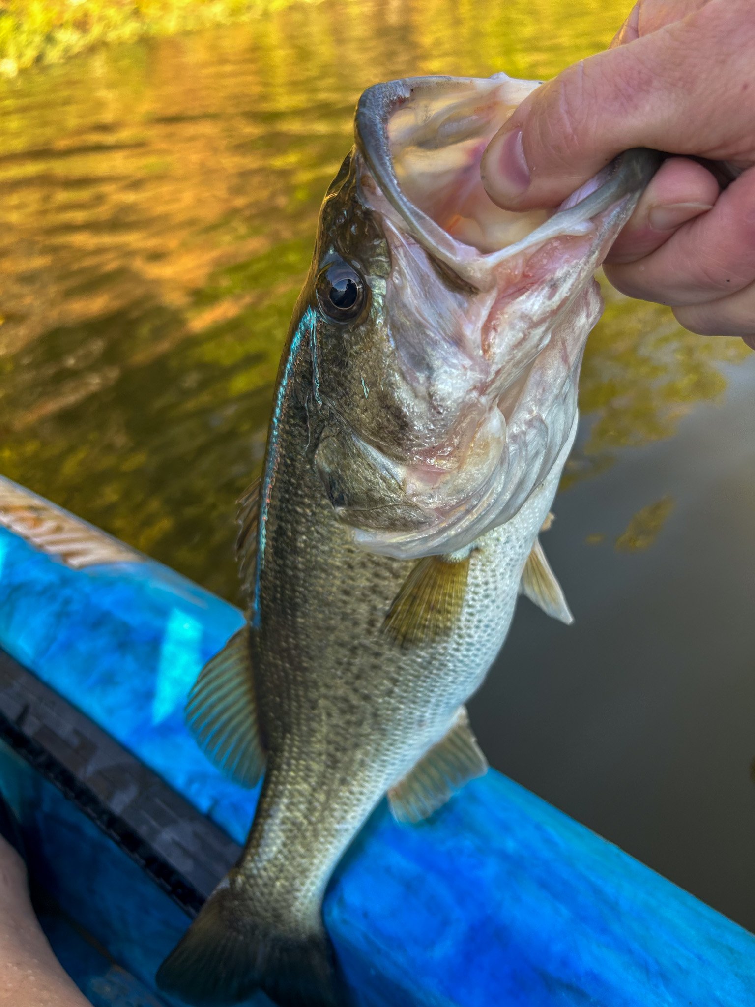 A person holding an open-mouth fish over a body of water with trees reflecting on the surface, wearing a blue garment.