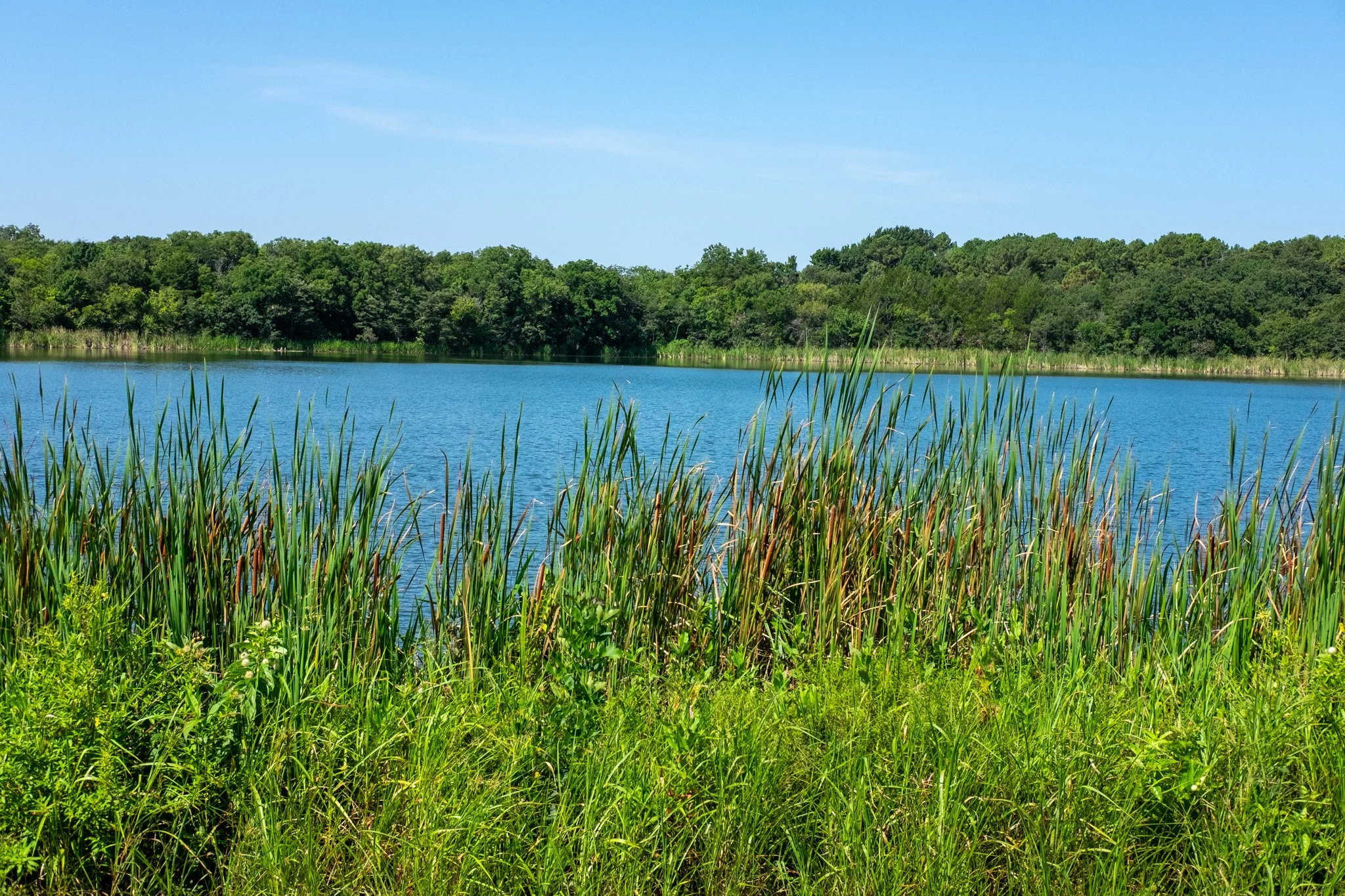 A peaceful lake surrounded by lush green trees, with tall grasses in the foreground and a clear blue sky.