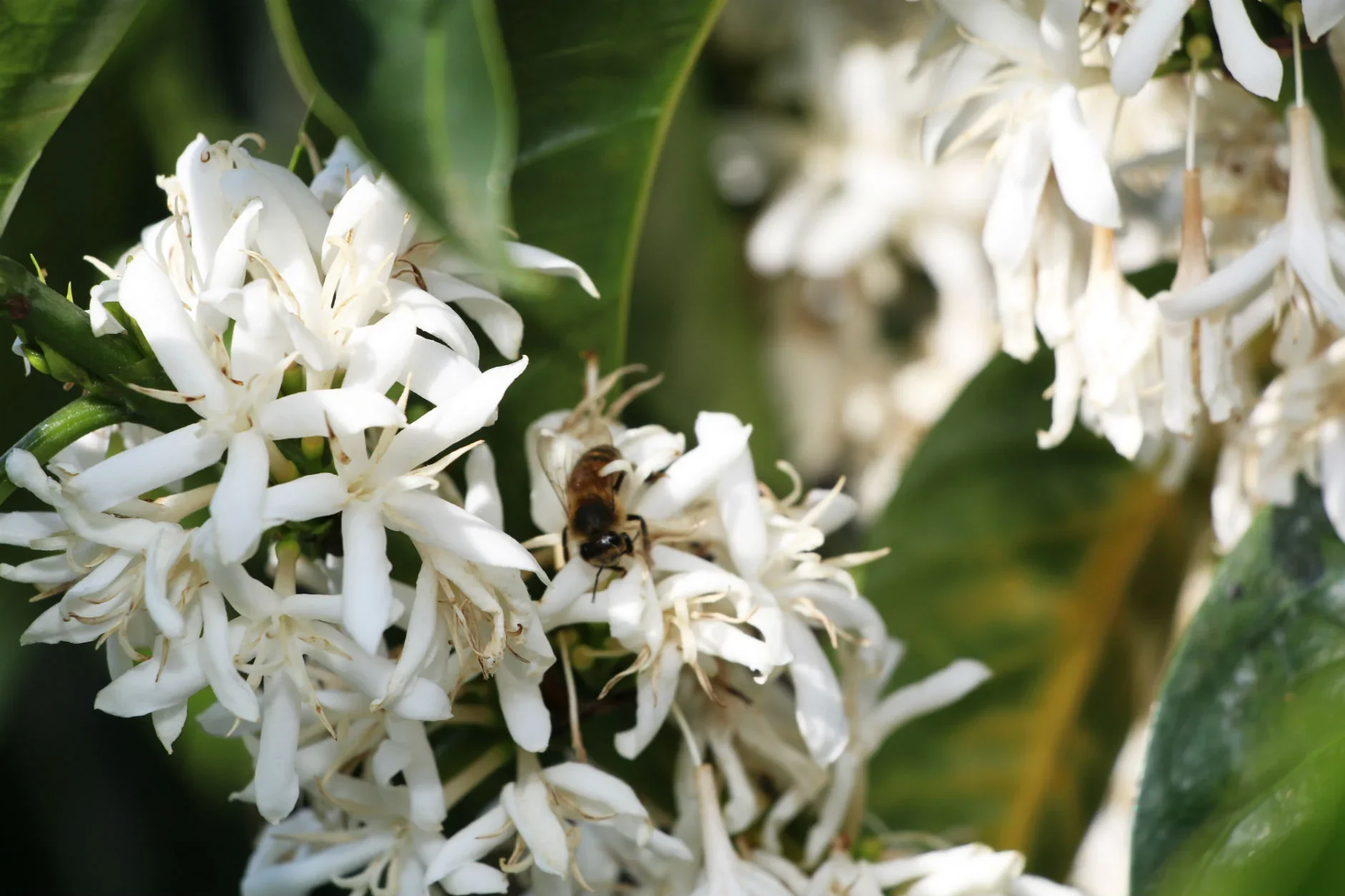 coffee blossom geisha.webp