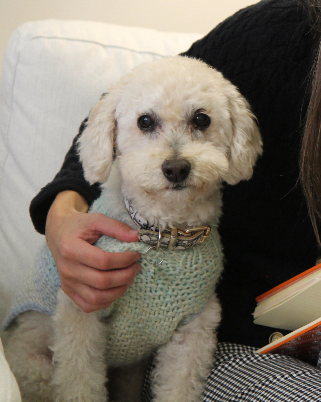 A small, white, curly-haired dog sitting on a person's lap, wearing a light-colored knit sweater, with a collar, and looking at the camera.