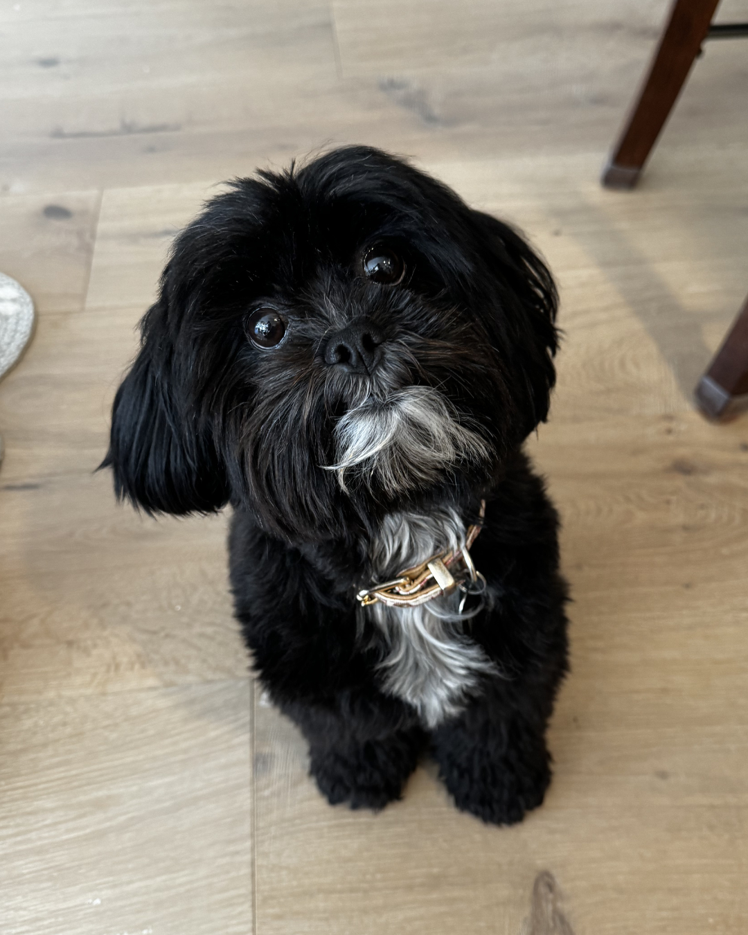 Cute black and white small dog with fluffy fur sitting on a wooden floor, looking up.