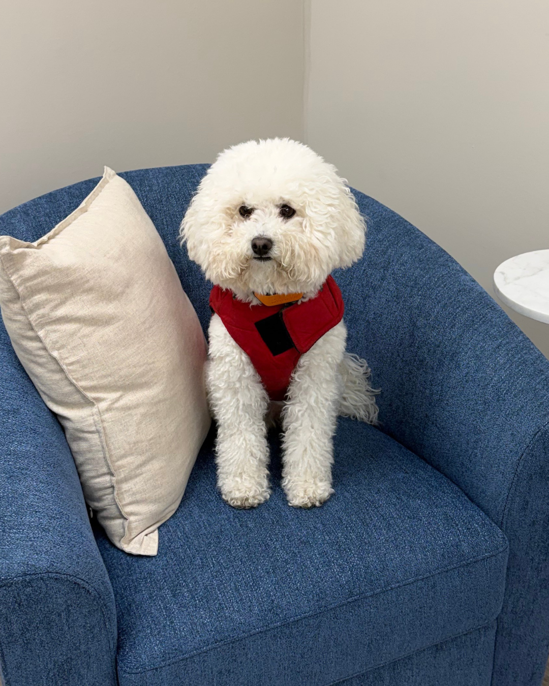 A white fluffy dog, likely a Bichon Frise, sitting on a blue couch with a beige pillow, wearing a red harness, in a room with gray walls.