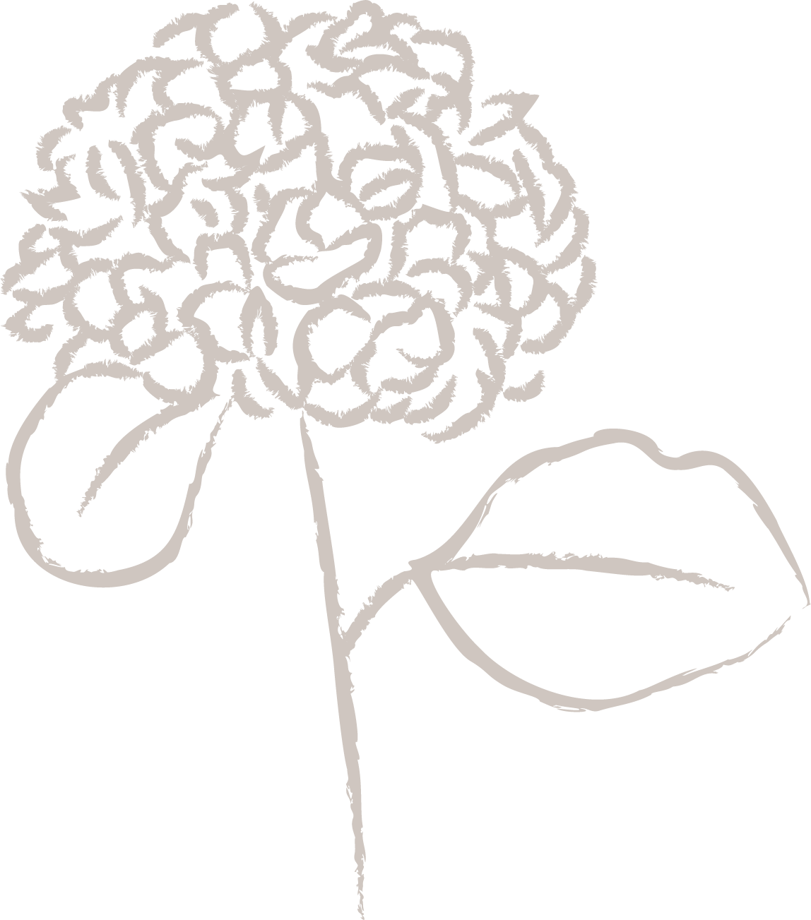 Desenho de uma flor de hortênsia branca com uma folha ao lado, fundo preto.