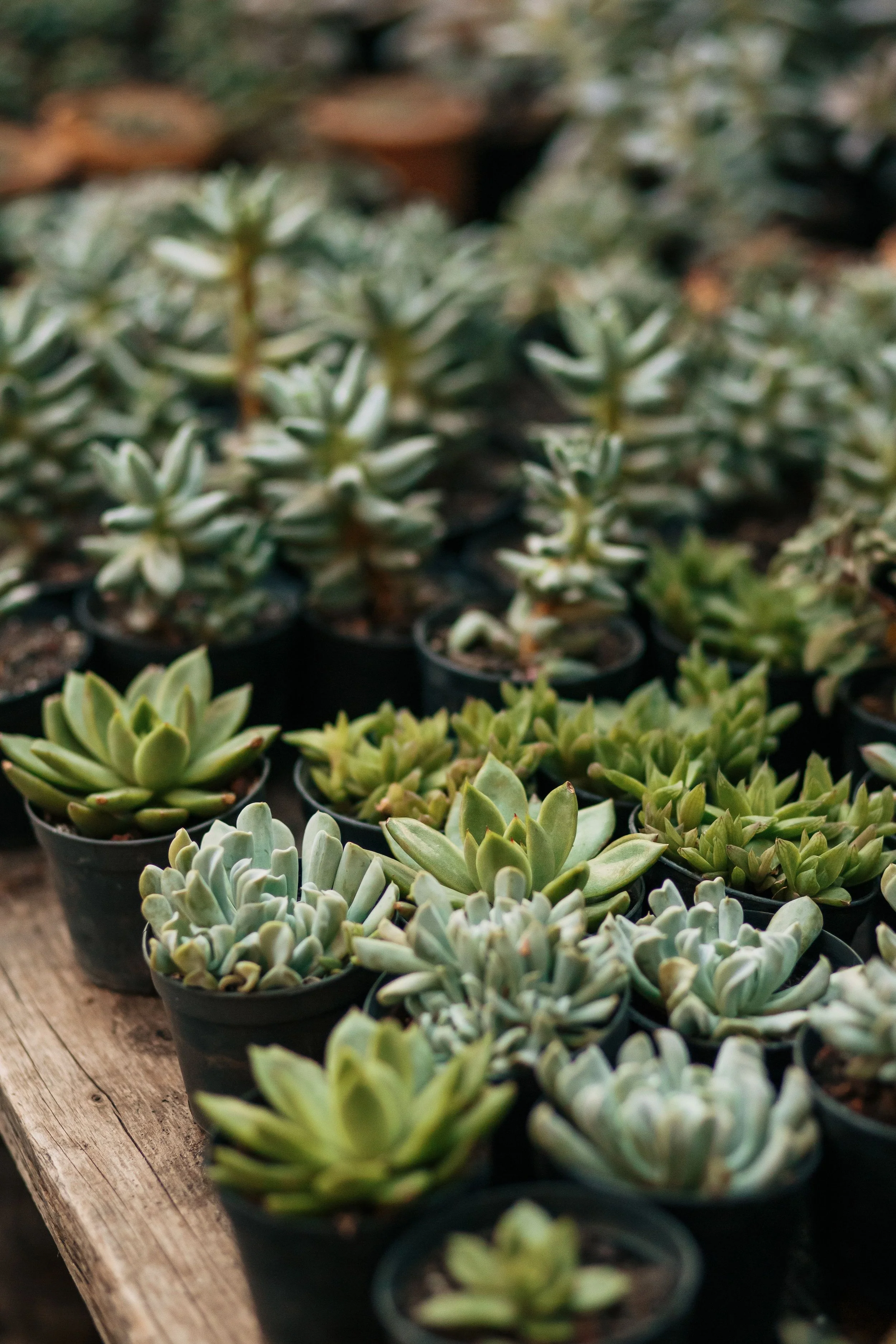 Several small succulent plants in black pots arranged on a wooden shelf.