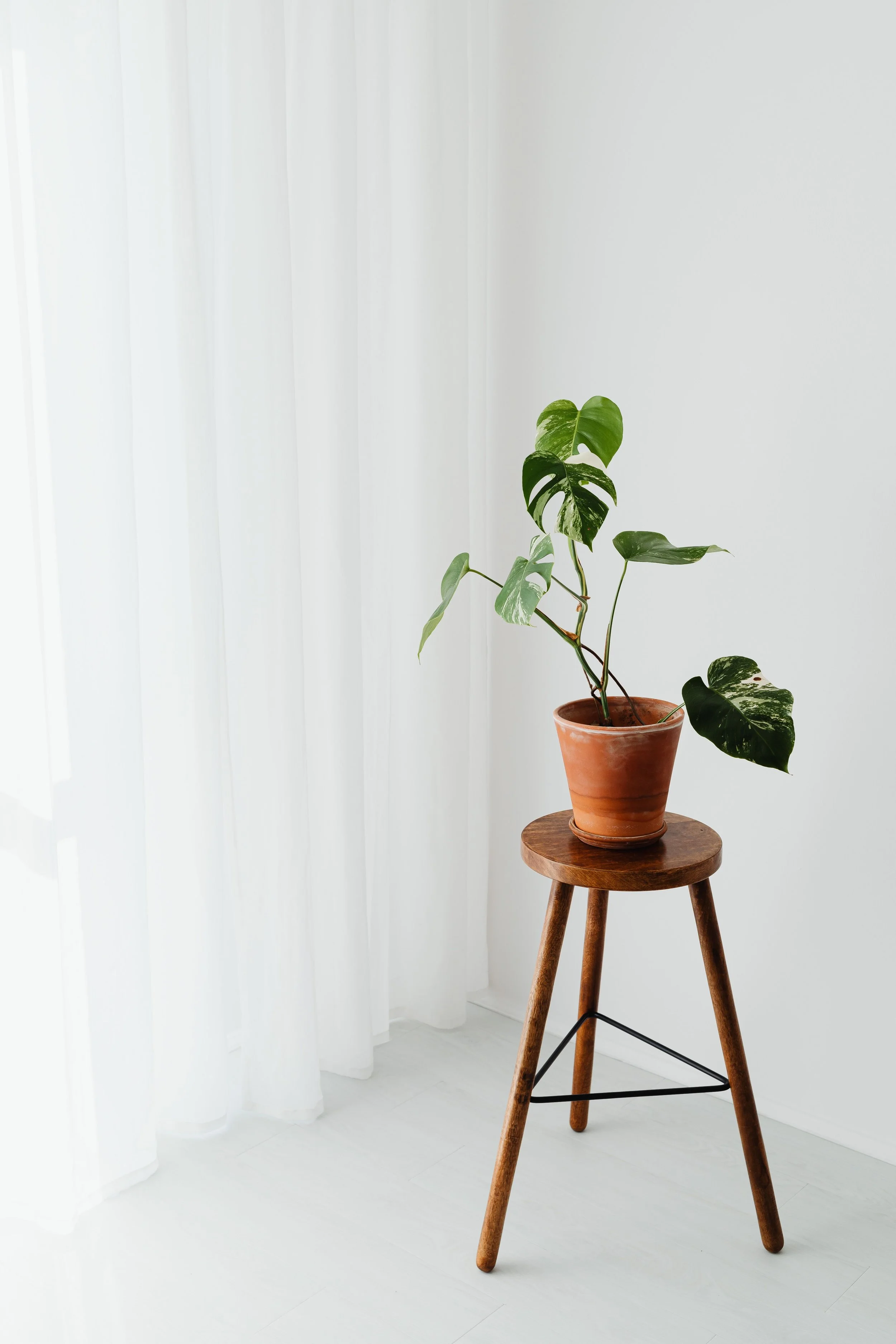 Potted monstera plant on a wooden stool in front of white curtains and walls.