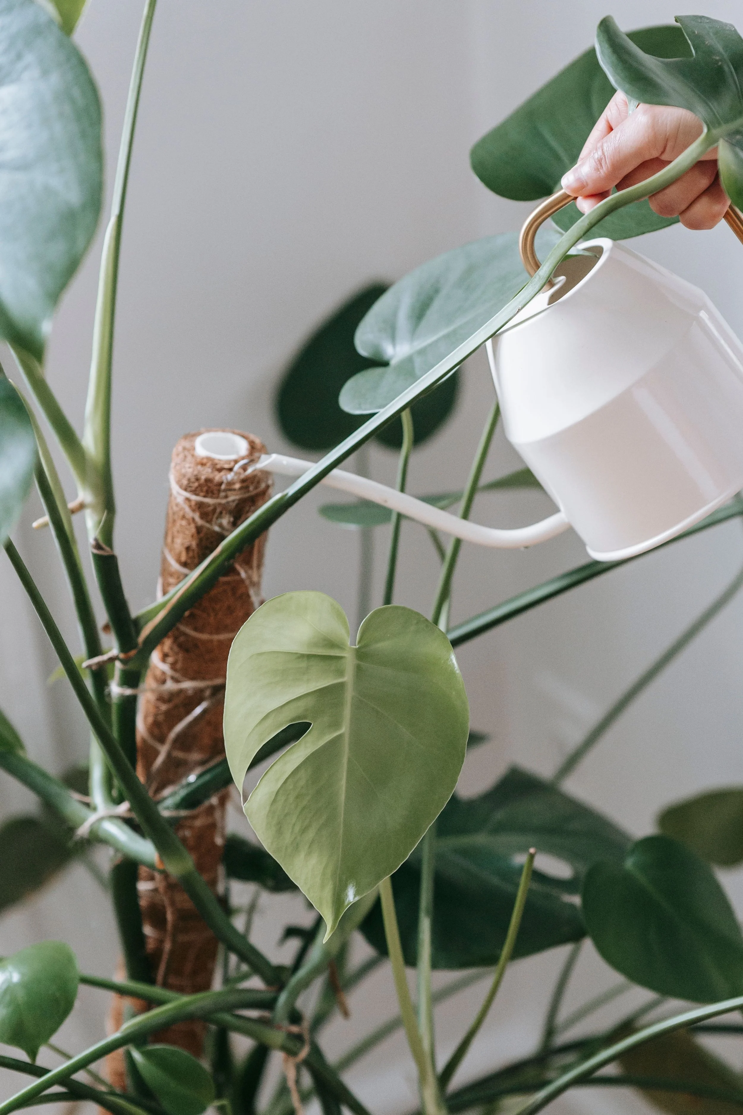 Close-up of a potted Monstera plant with large green leaves, some with characteristic splits, and a white watering can hanging on a leaf.