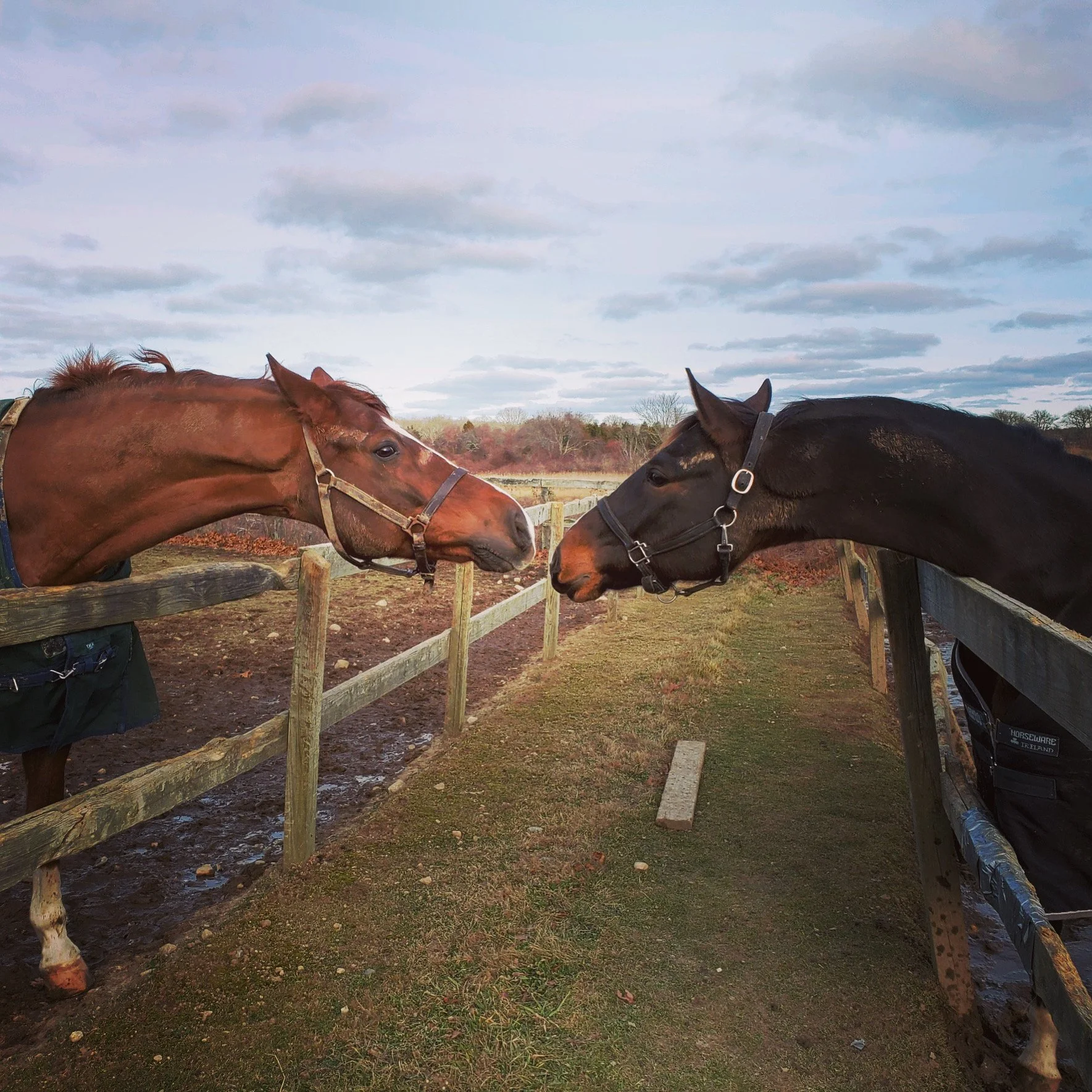 Two horses, one chestnut and one dark bay, touching noses over a wooden fence in a farm setting with cloudy sky and autumn trees.