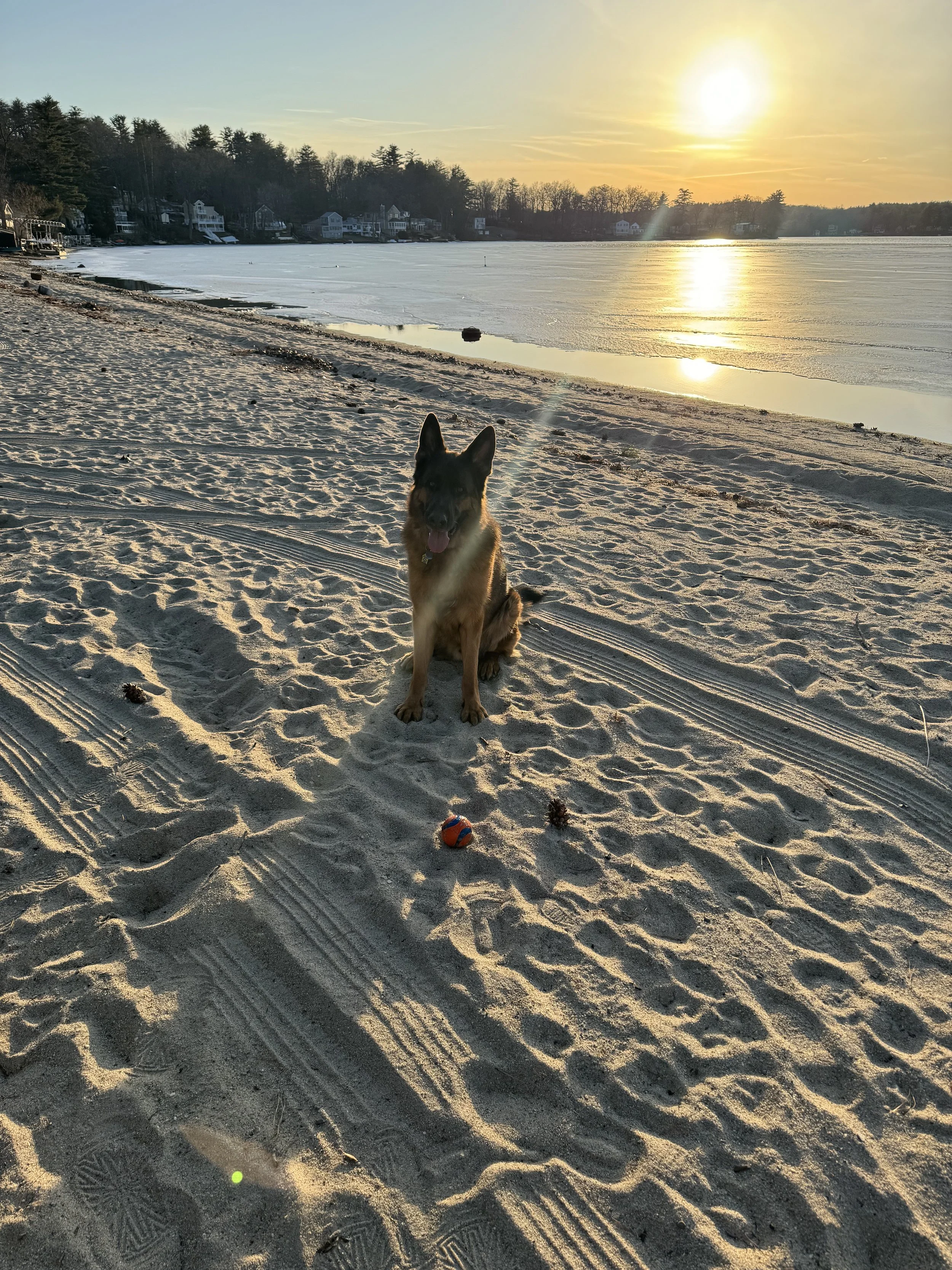 A German Shepherd dog sitting on a sandy beach near a frozen lake at sunset, with a small orange and black ball in front of it.