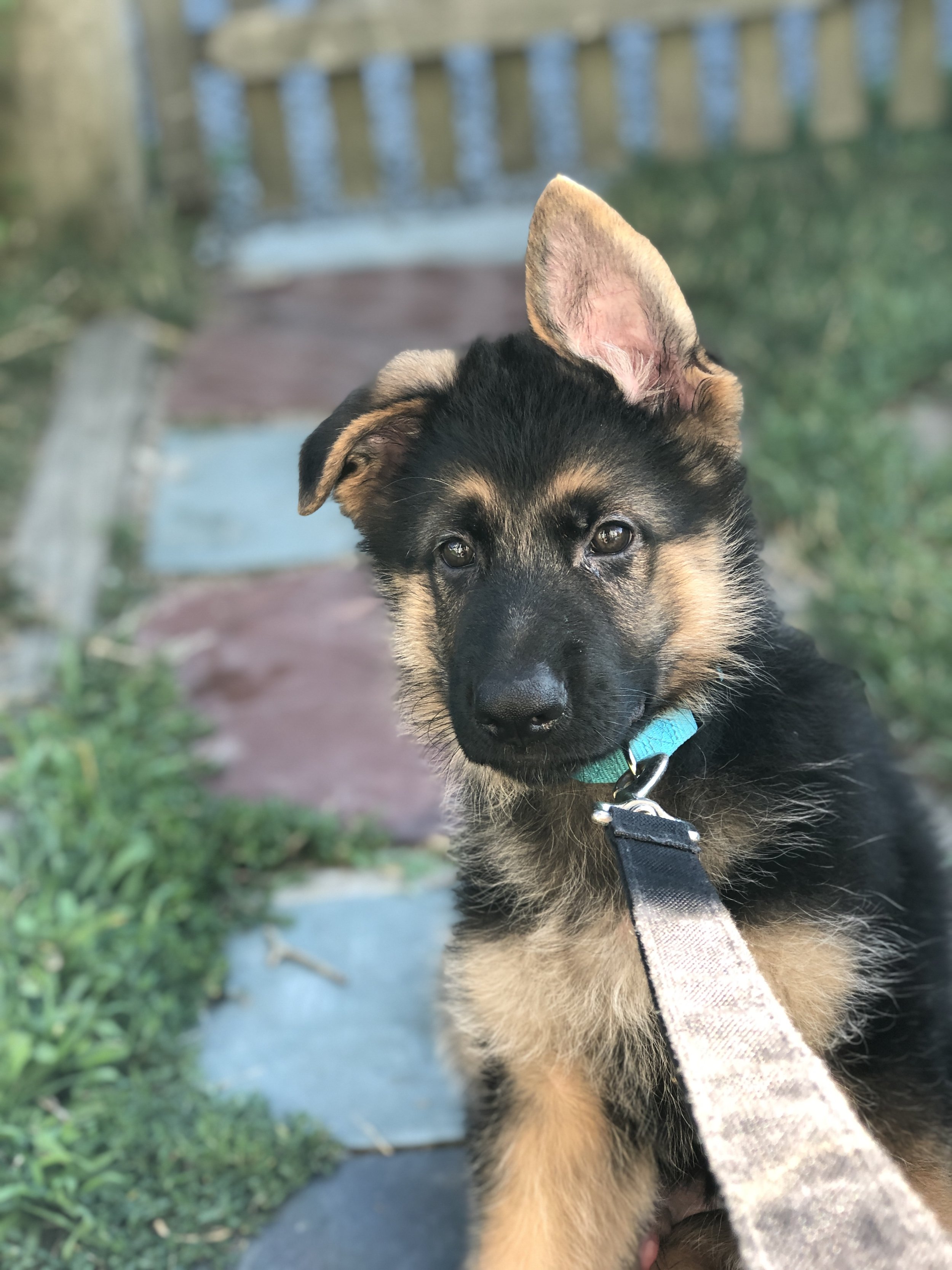 Close-up of a young German Shepherd puppy with black and tan fur, sitting outdoors. The puppy is wearing a teal collar and is looking directly at the camera with one ear partially erect. The background features a blurred wooden fence and greenery.