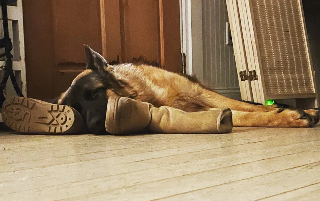A German Shepherd dog lying on the floor resting its head on a pair of tan work boots, in a room with wooden walls and floor.