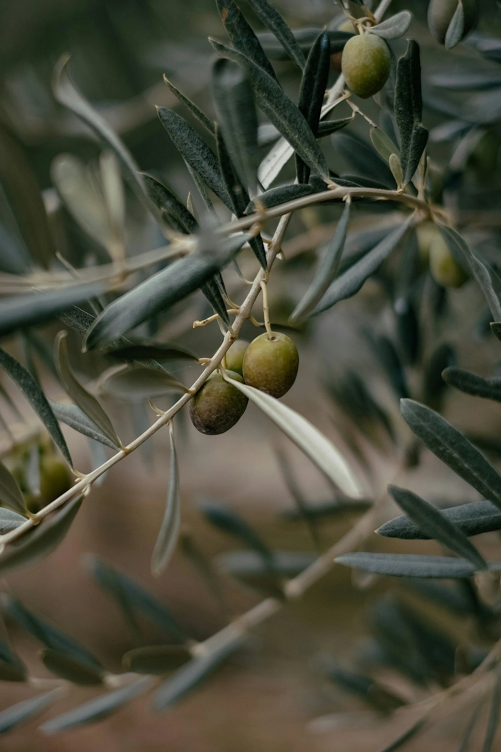 Close-up of an olive tree branch with green olives and elongated gray-green leaves.