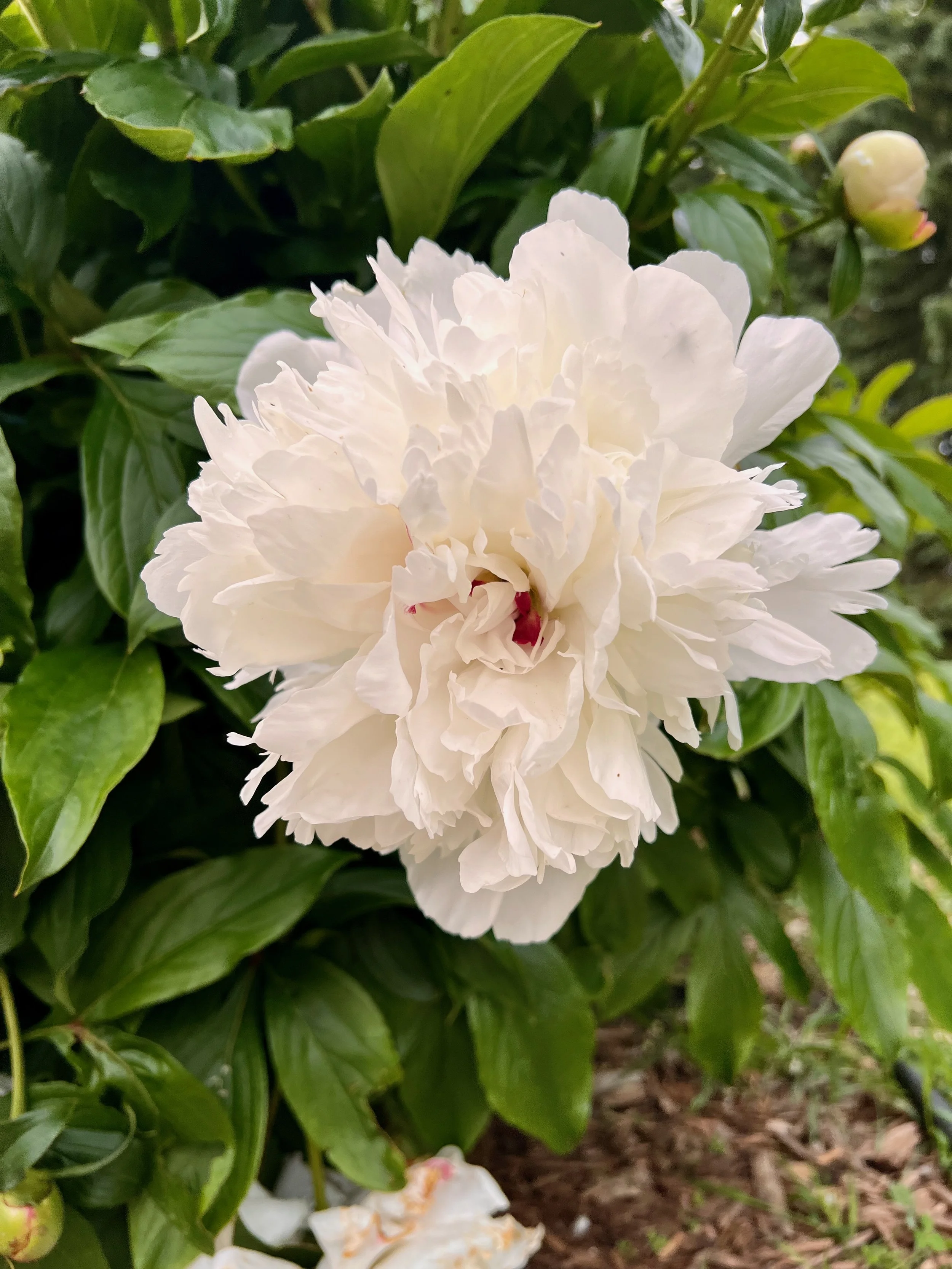 A white peony flower in full bloom surrounded by green leaves.