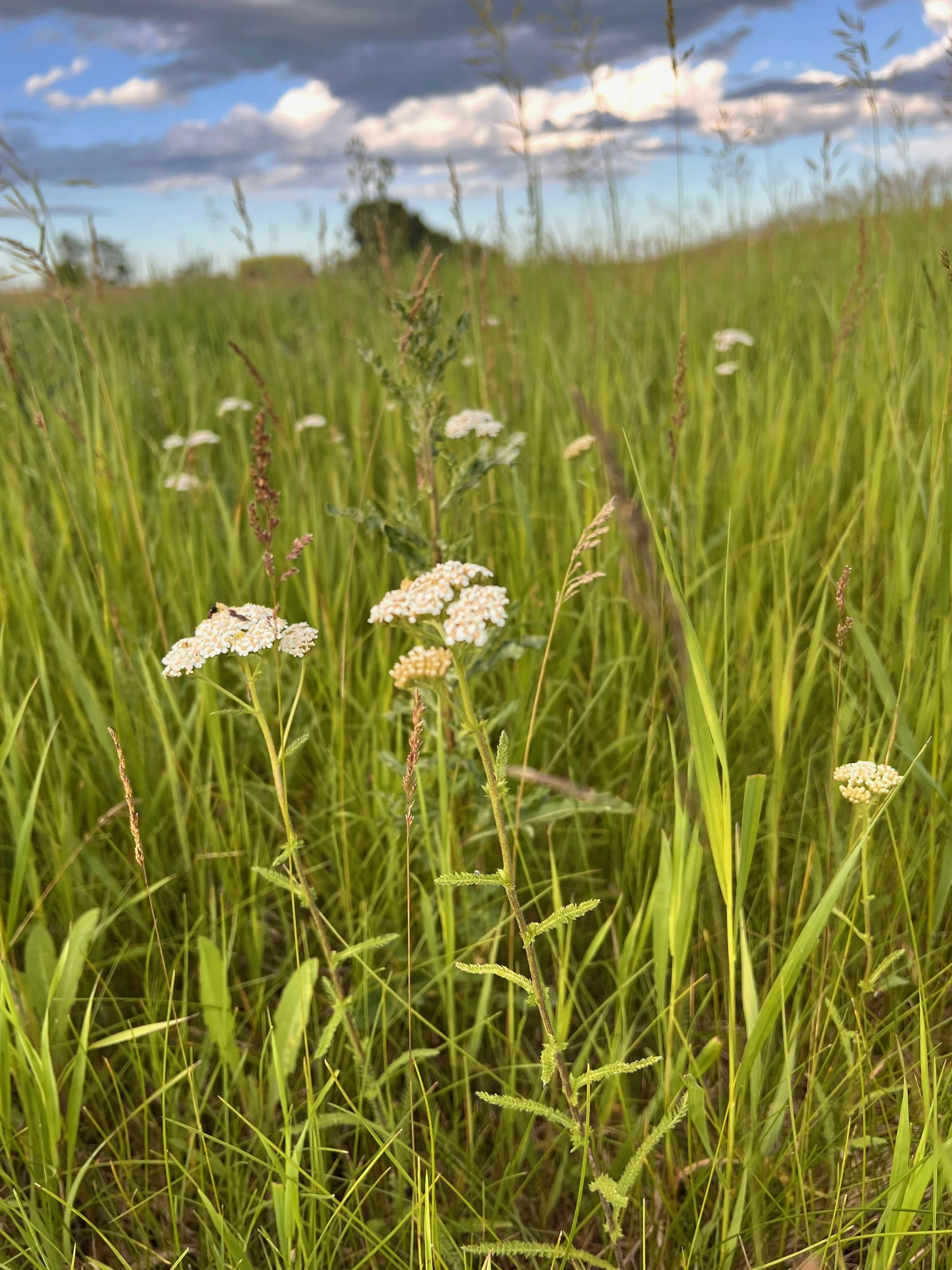 Close-up of wildflowers and tall green grass in a field with cloudy blue sky in the background.