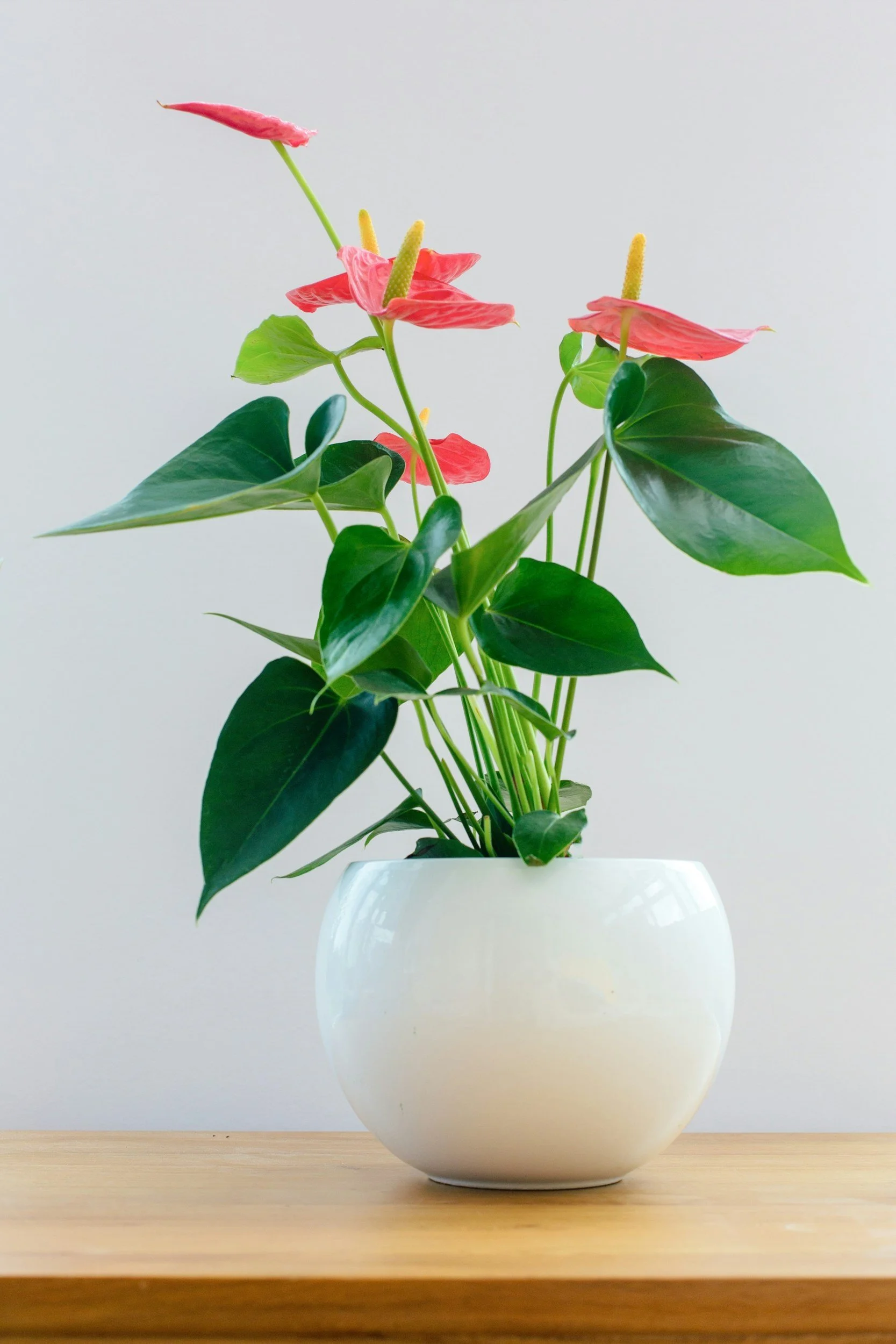 My personal favorite indoor plant: Anthurium! How to Keep Your Indoor Anthurium Healthy and Blooming