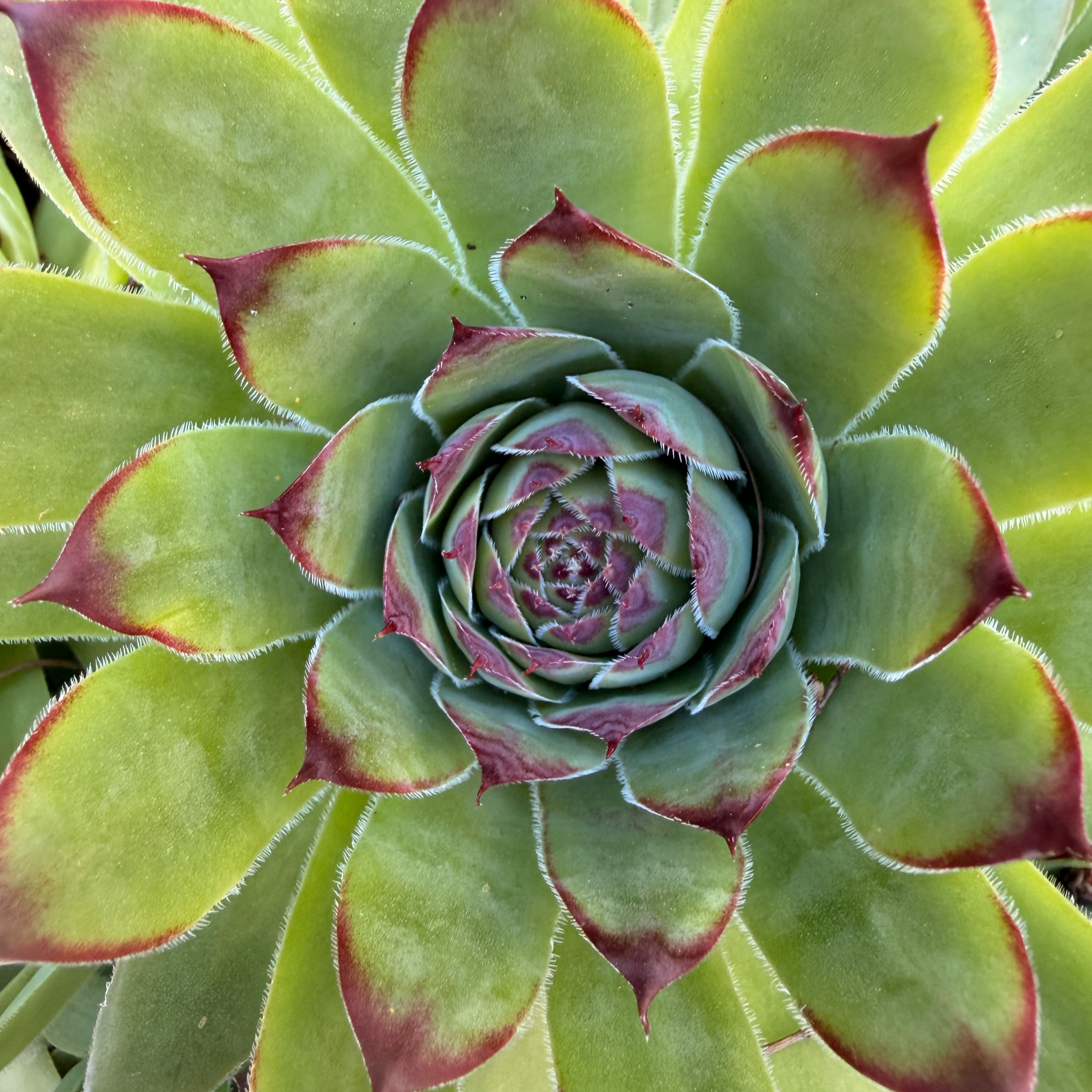 Close-up photo of a succulent plant with green leaves that have red tips and white fine hairs along the edges.