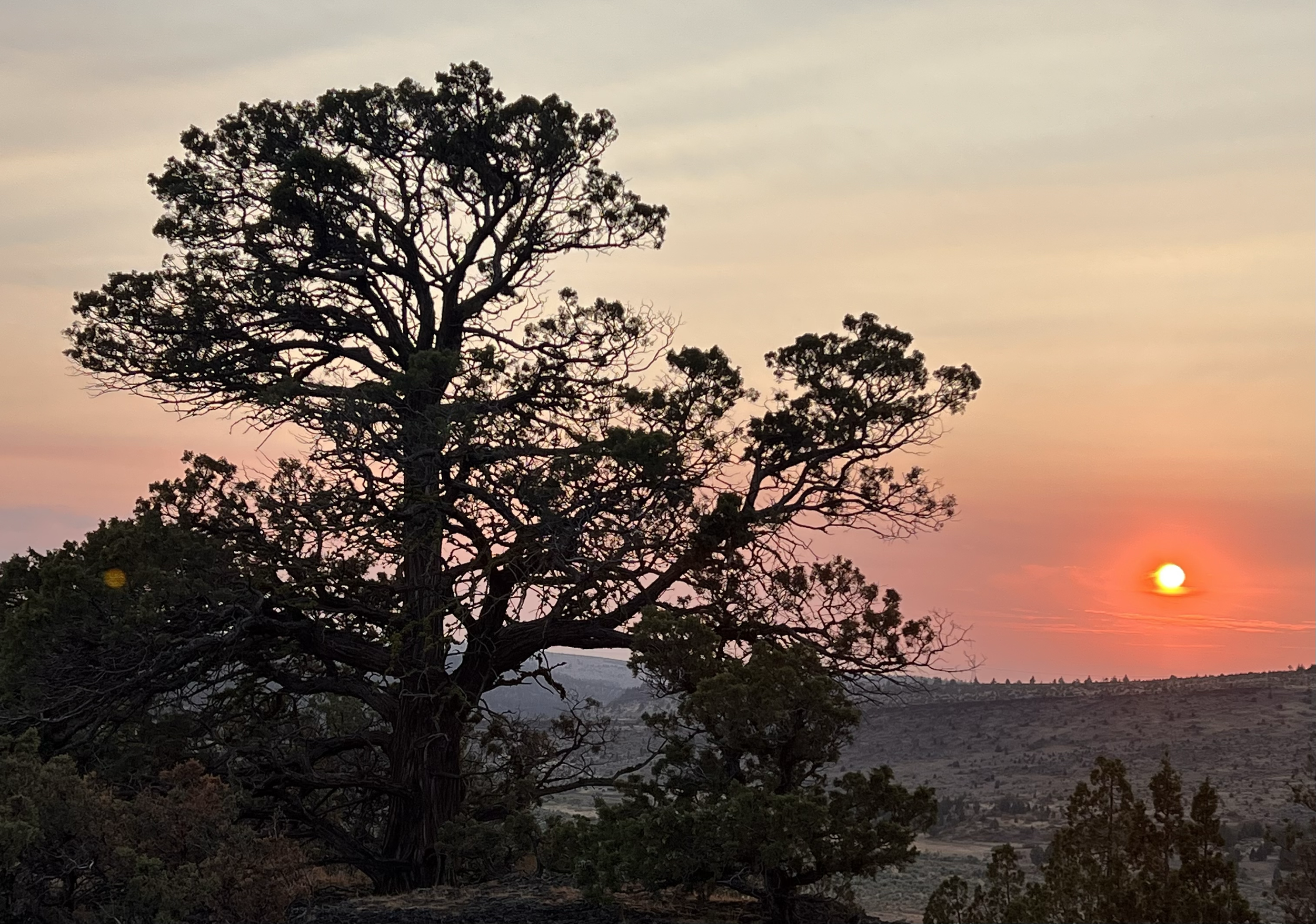 Silhouette of large tree with sprawling branches at sunset with a colorful sky and the sun near the horizon.