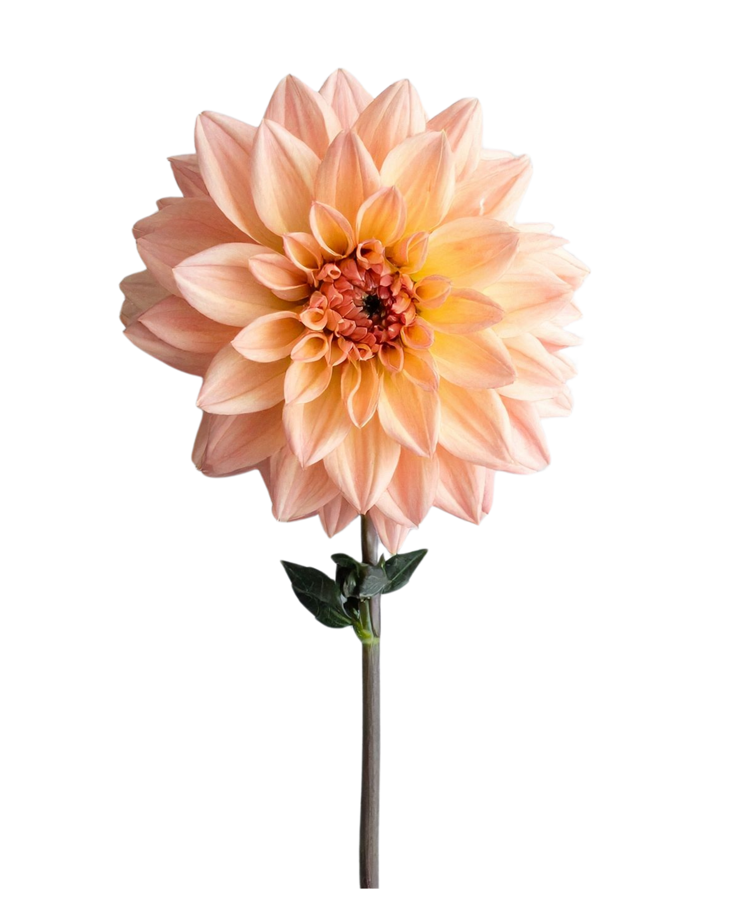 A pale peach-colored dahlia flower with multiple petals and a dark center shown against a black background.