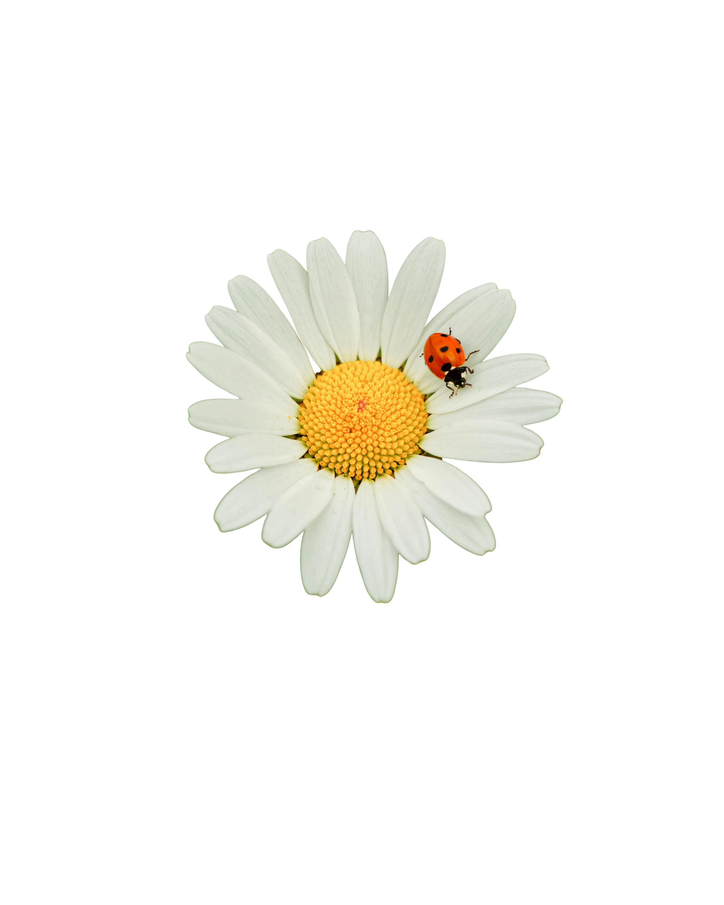 Close-up of a daisy flower with a ladybug on one of its white petals.