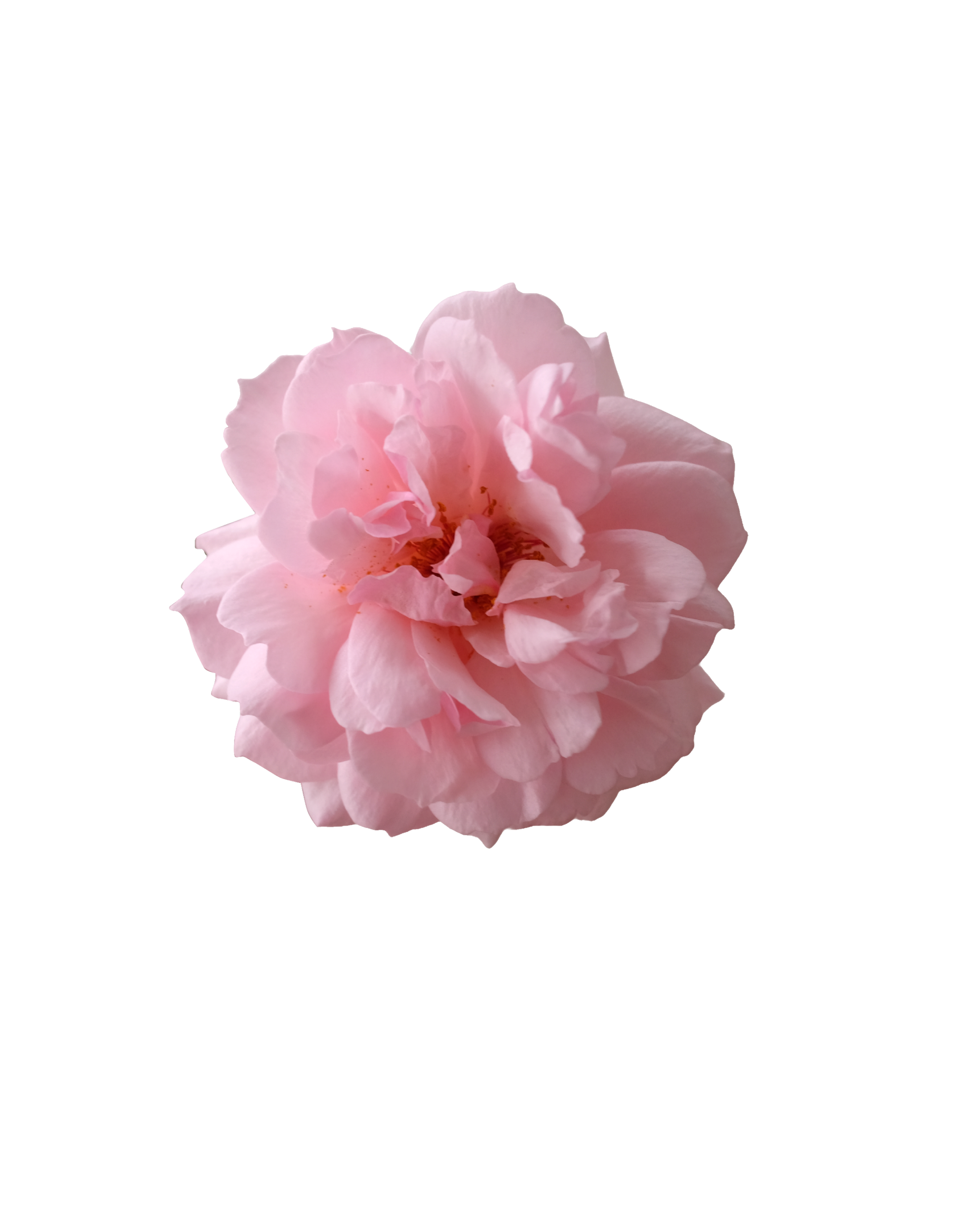 A light pink flower with multiple ruffled petals and some darker pink spots, isolated on a white background.