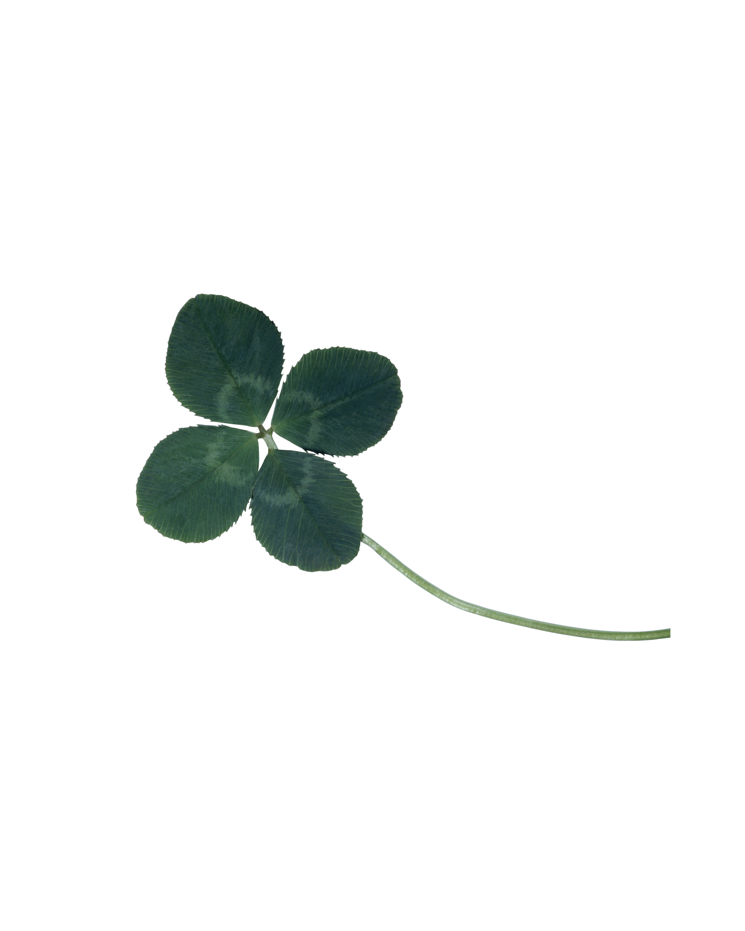 Close-up of a single four-leaf clover with dark green leaves and a long, slender stem, against a black background.
