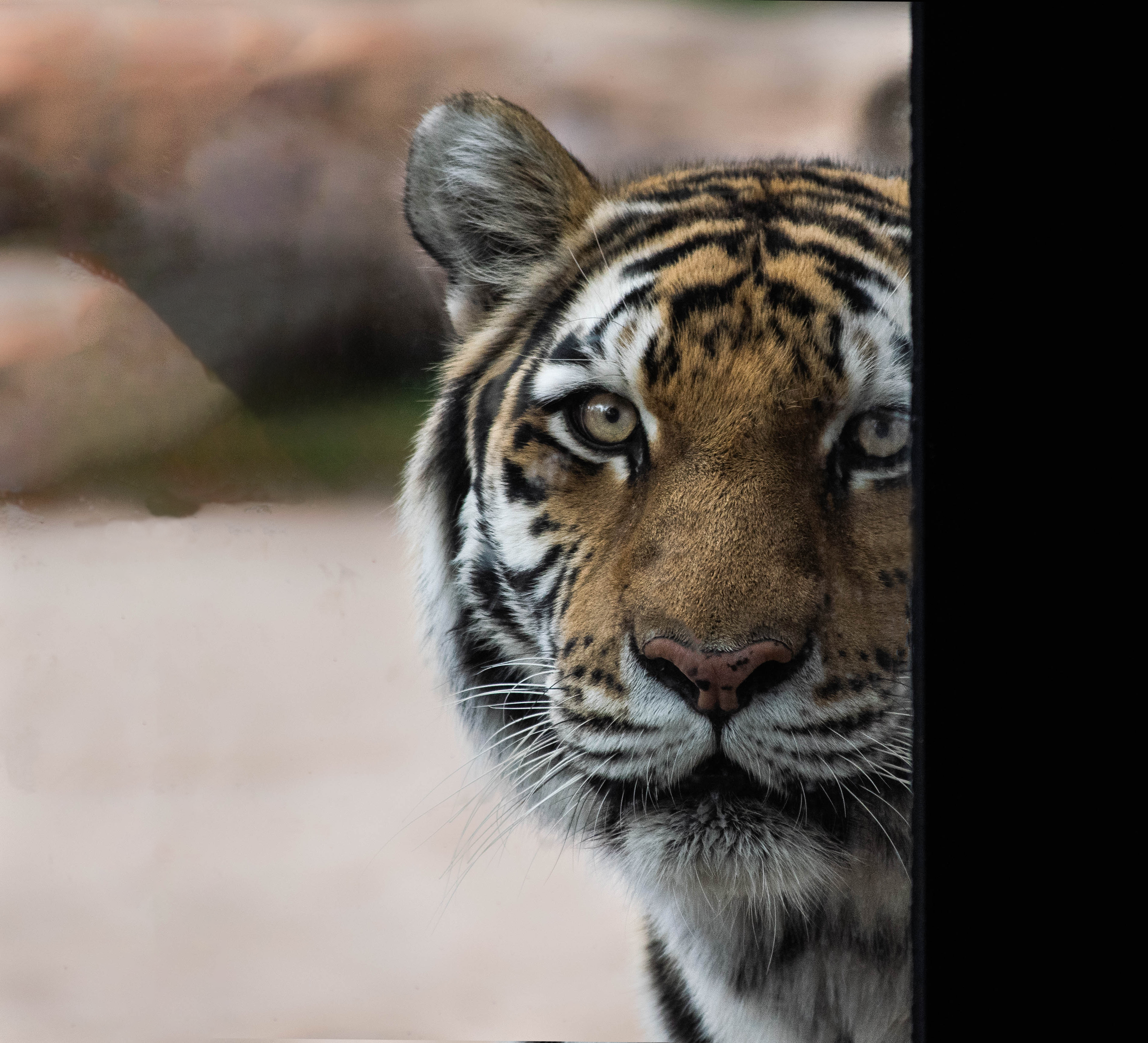 Tiger.png