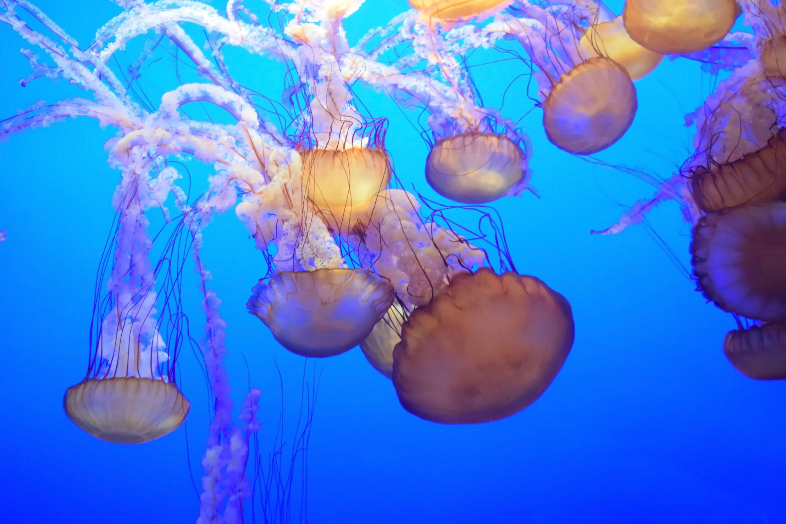 Sea needles.jpg